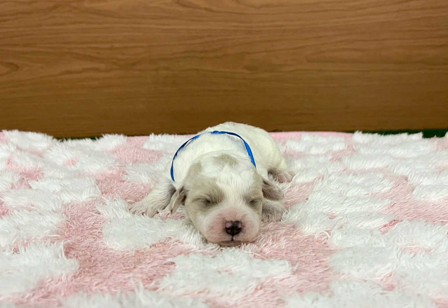 ビション・フリーゼ