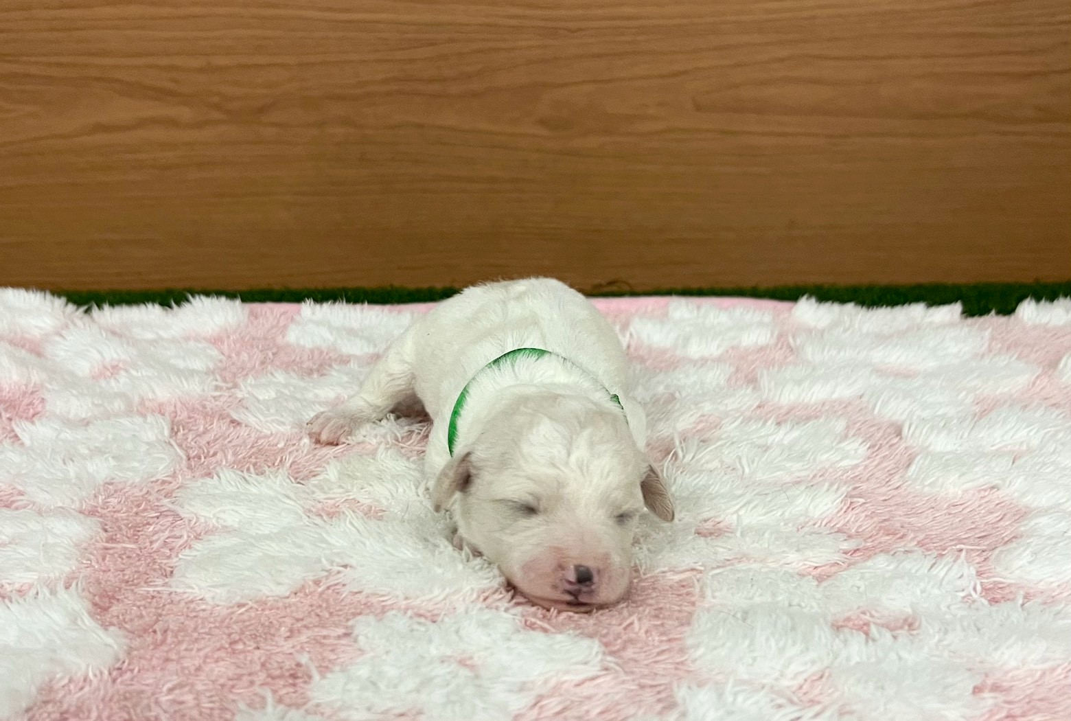 赤ちゃん写真1-1