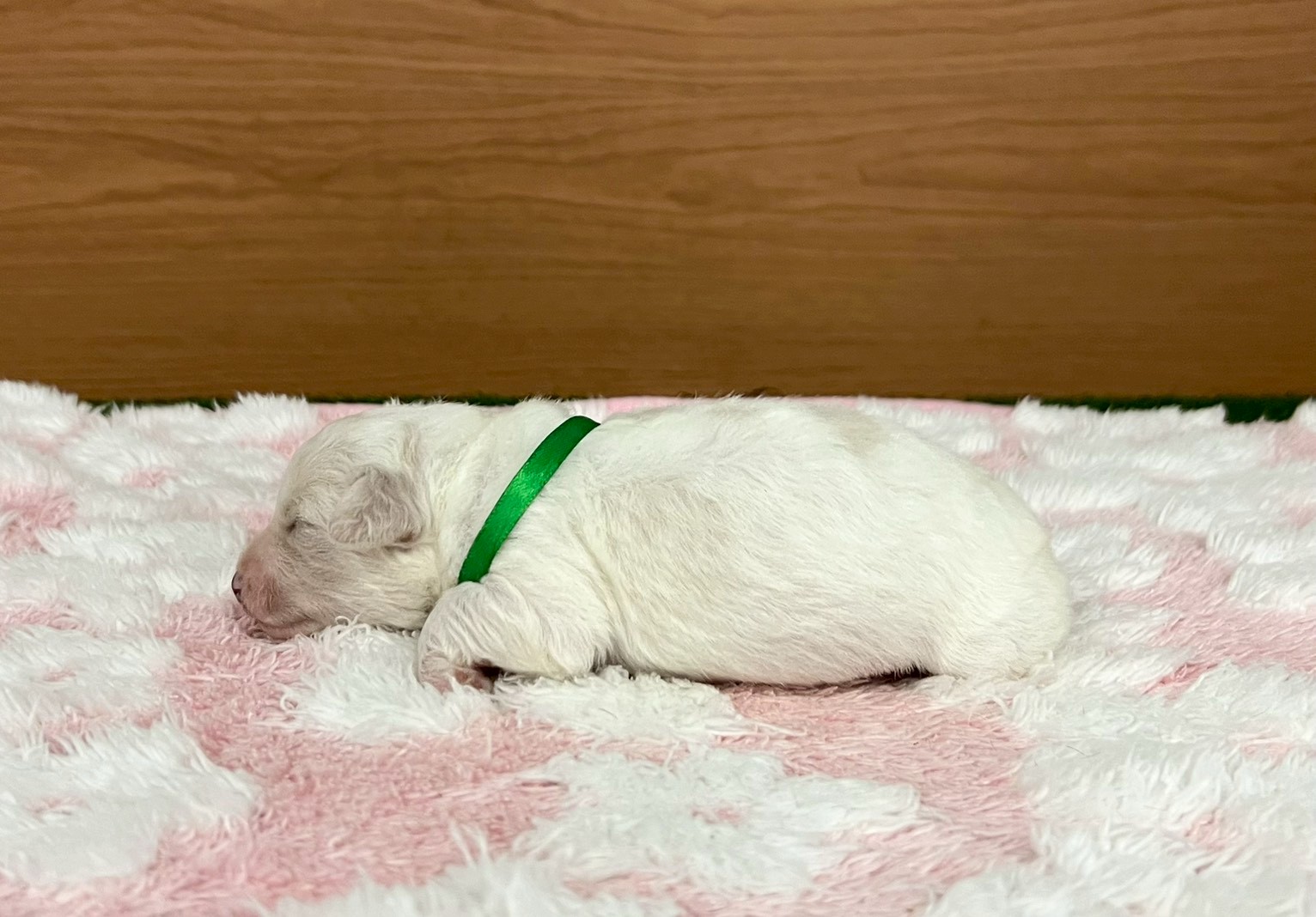 赤ちゃん写真1-2
