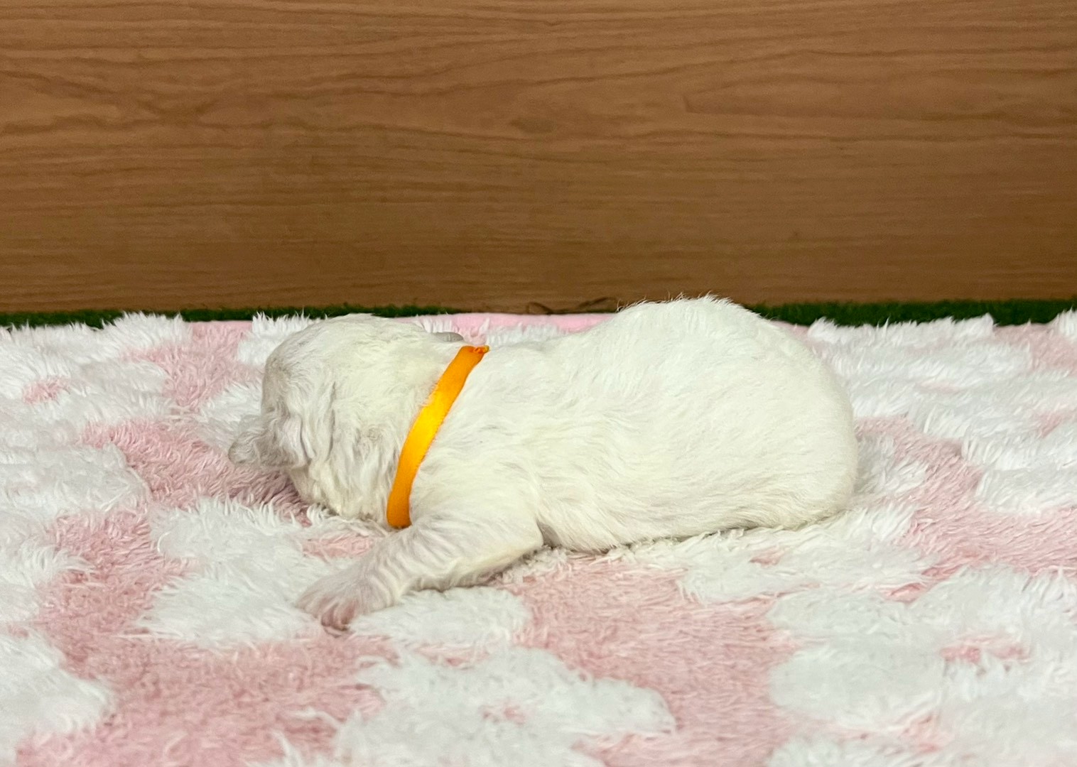赤ちゃん写真1-2