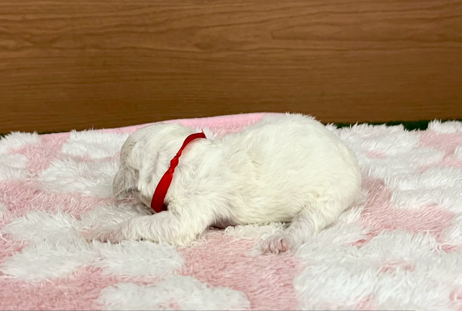 赤ちゃん写真1-2