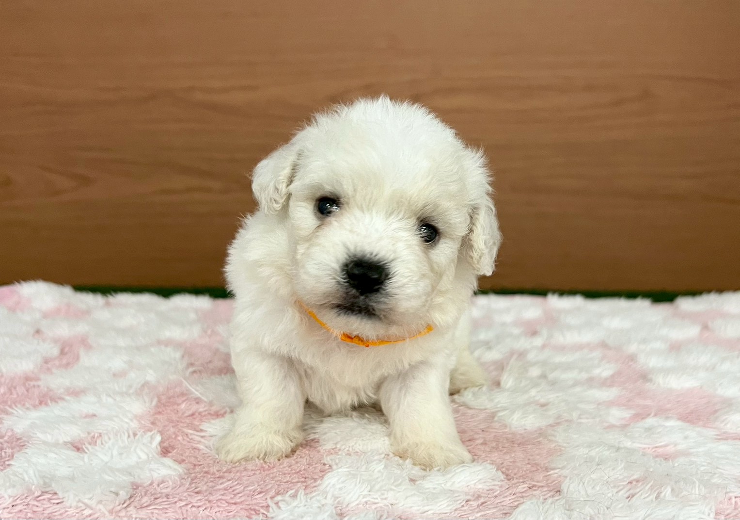 ビション・フリーゼ