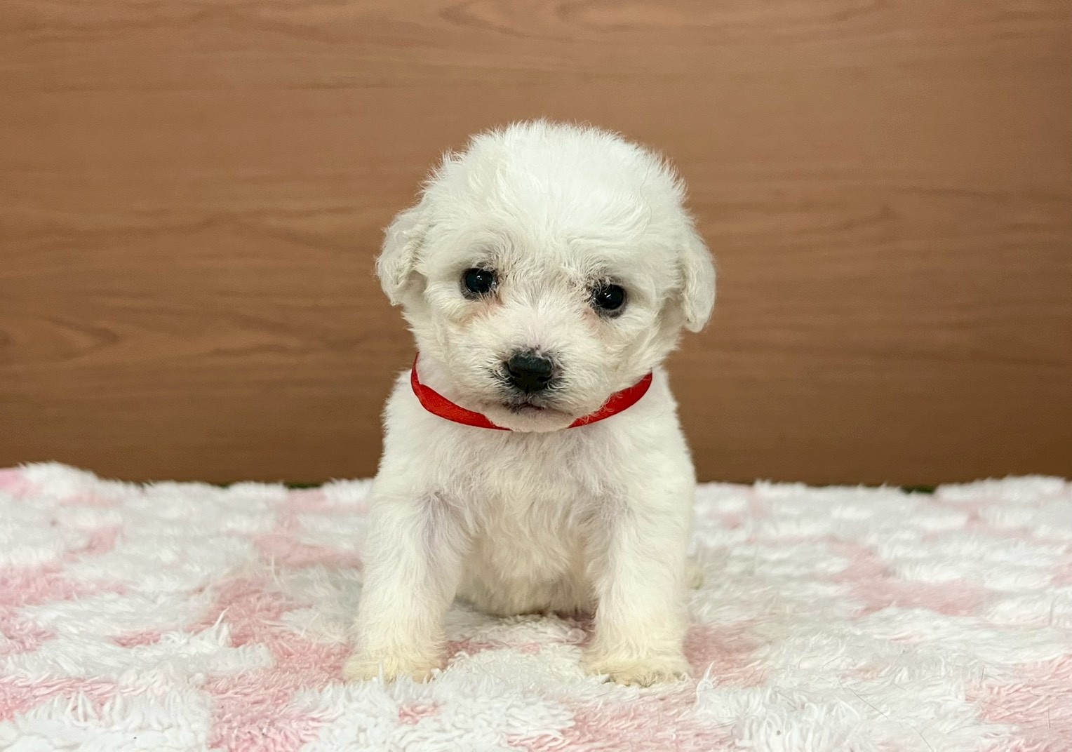 ビション・フリーゼ