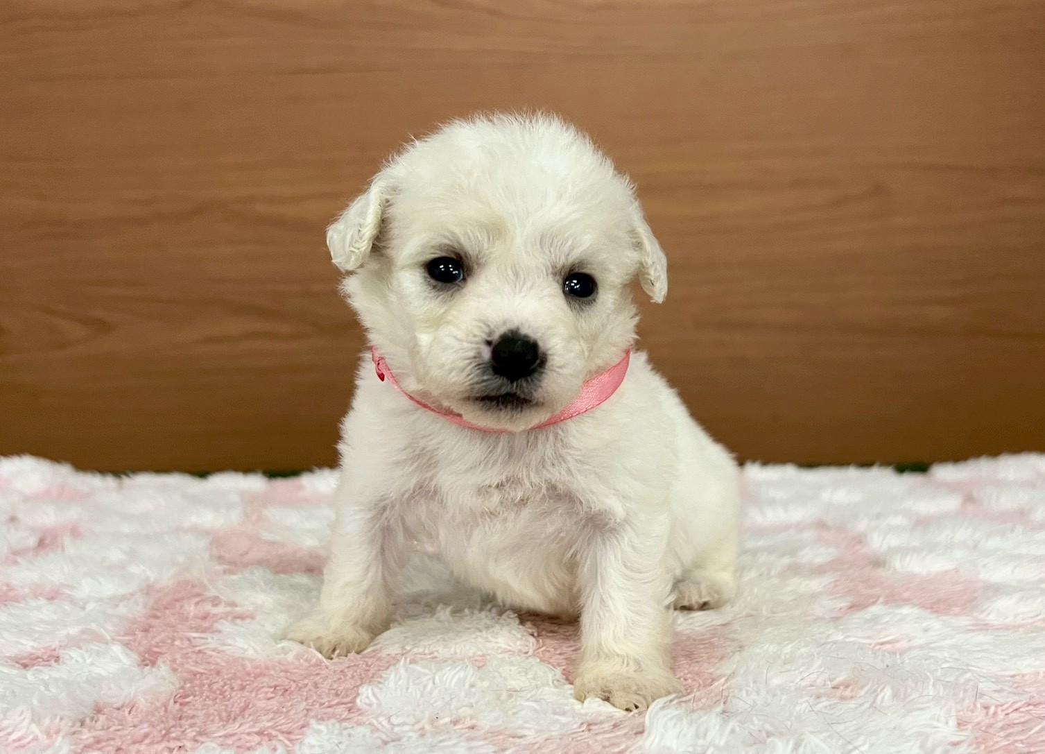 ビション・フリーゼ