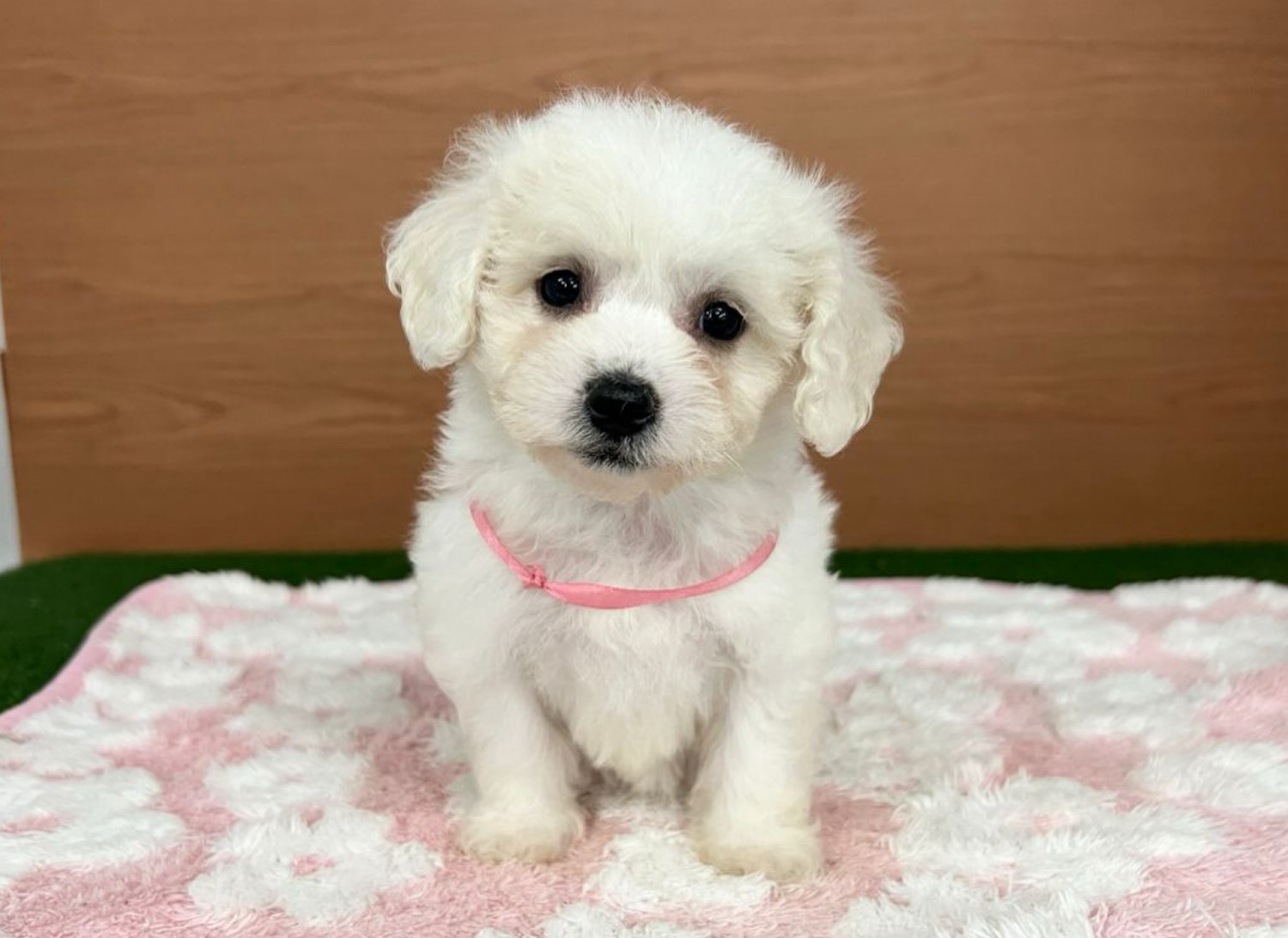 ビション・フリーゼ