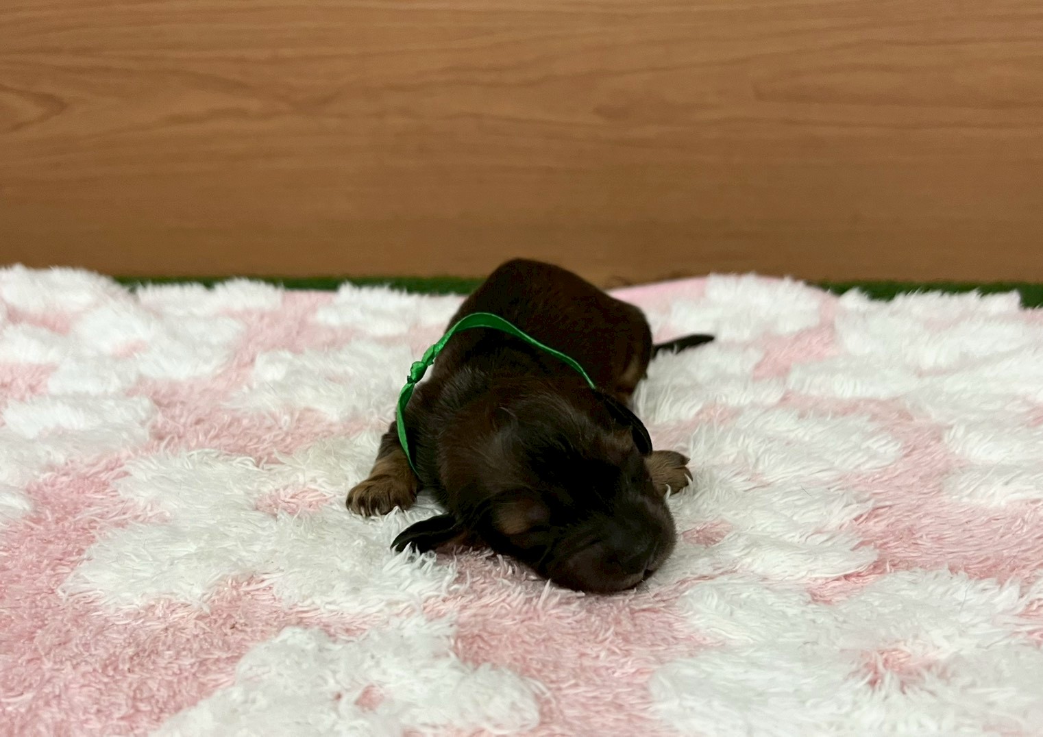 ミニチュア・ダックスフンド