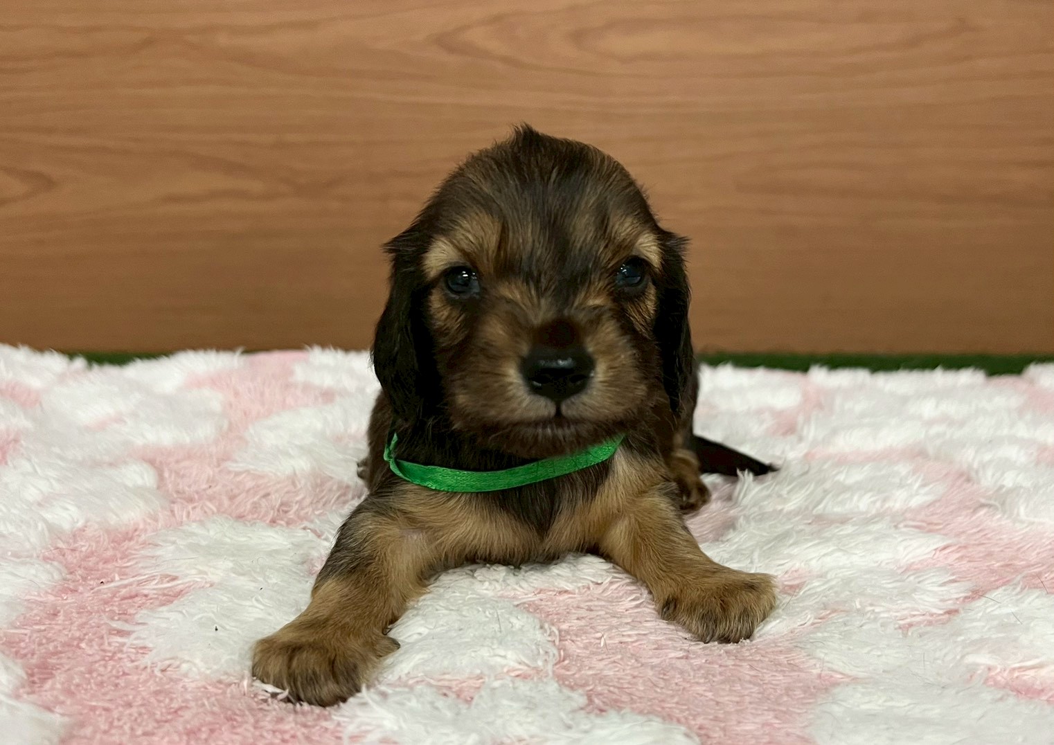 ミニチュア・ダックスフンド