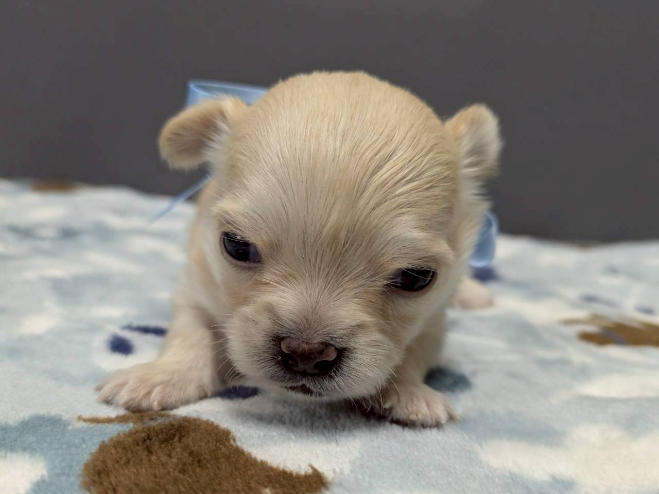 チワワ（ロングコート）