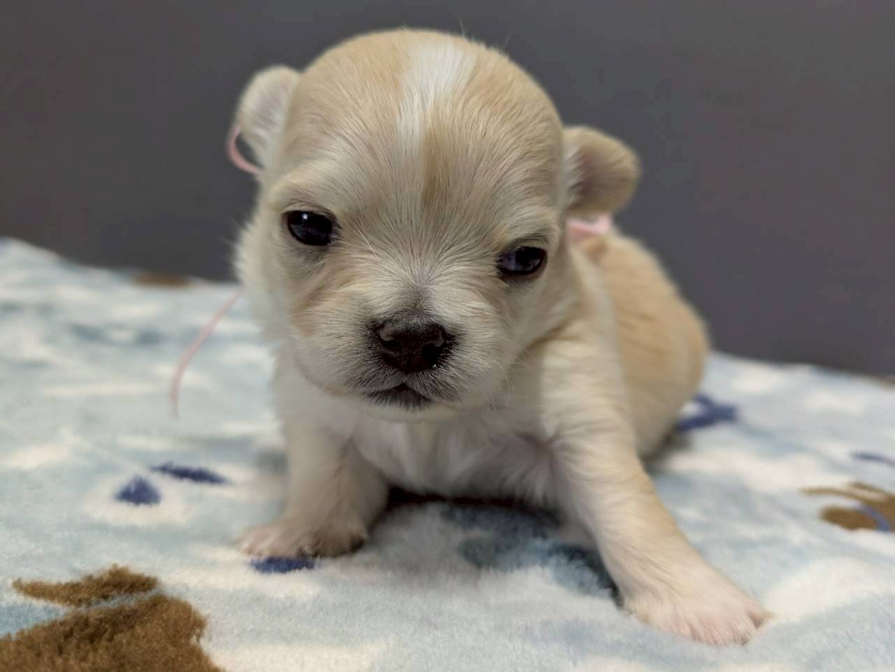 チワワ（ロングコート）