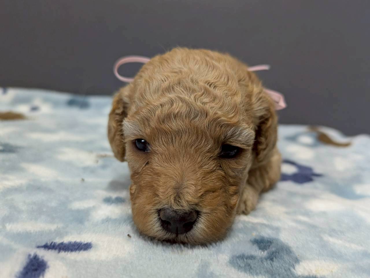 トイ・プードル