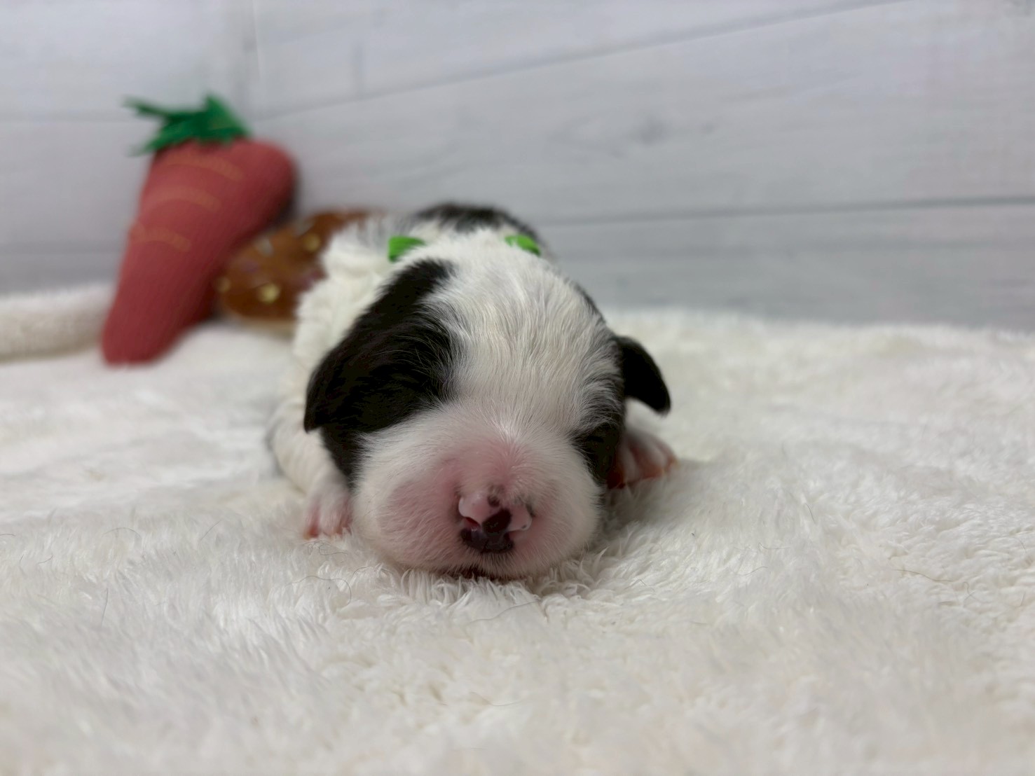 赤ちゃん写真1-1