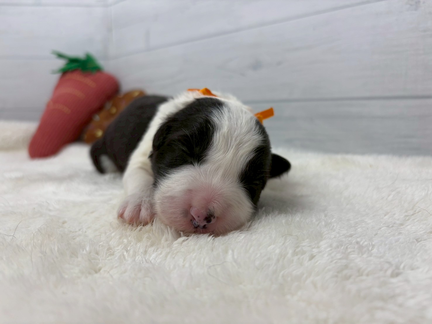 赤ちゃん写真1-1