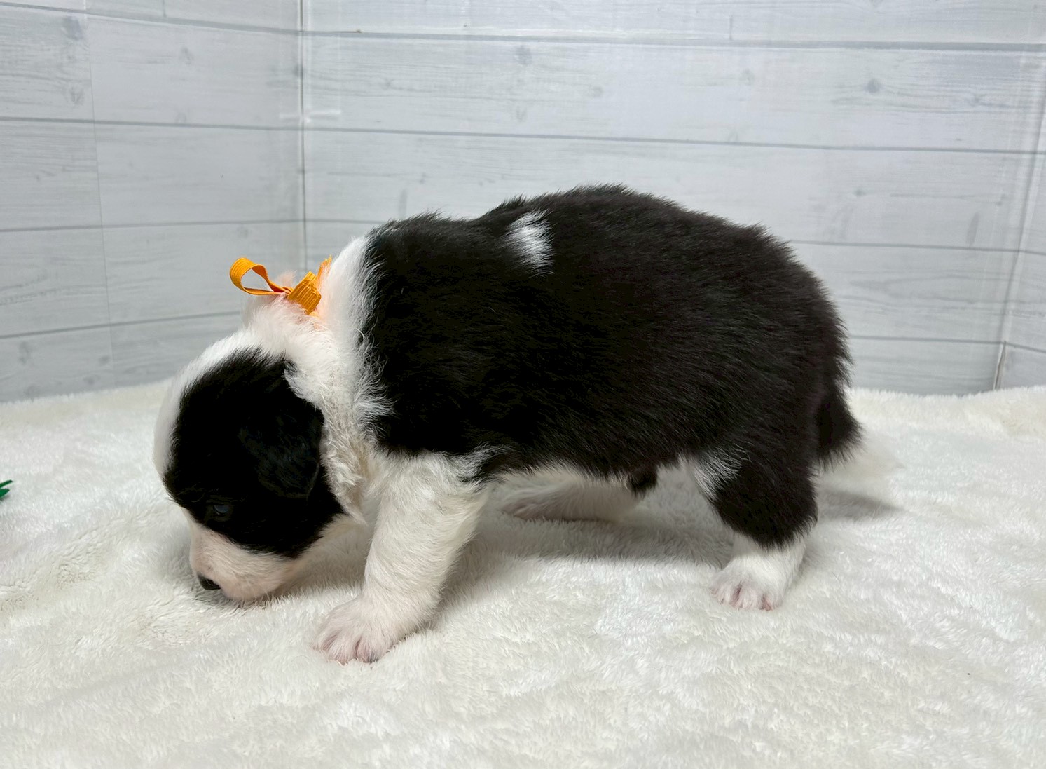 赤ちゃん写真2-2