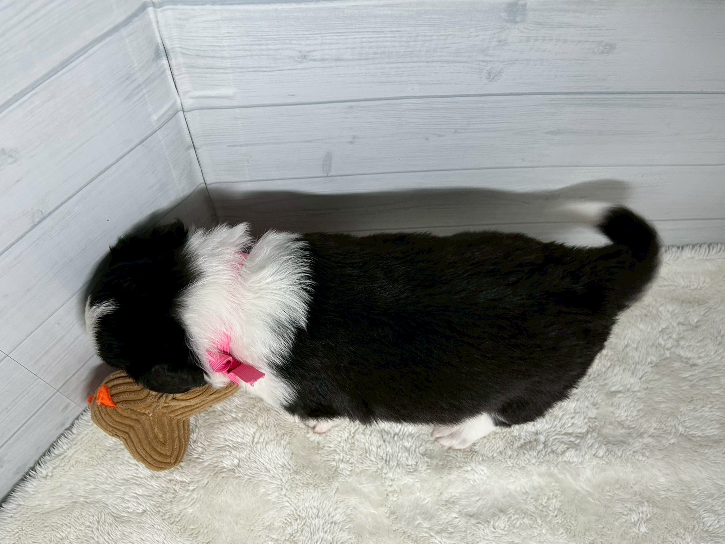 赤ちゃん写真2-3