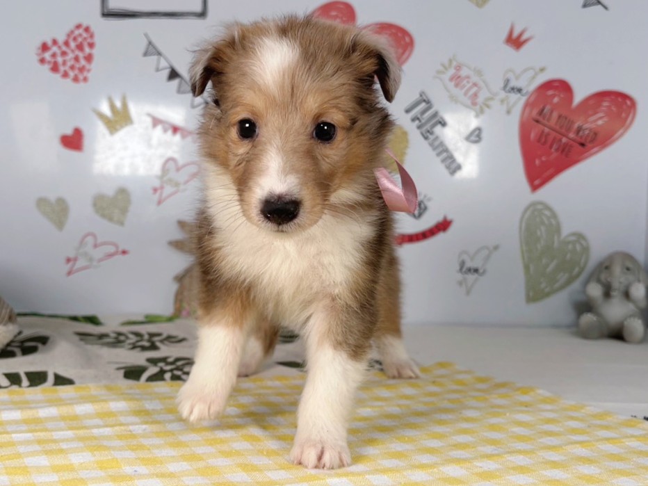 シェットランドシープドッグ