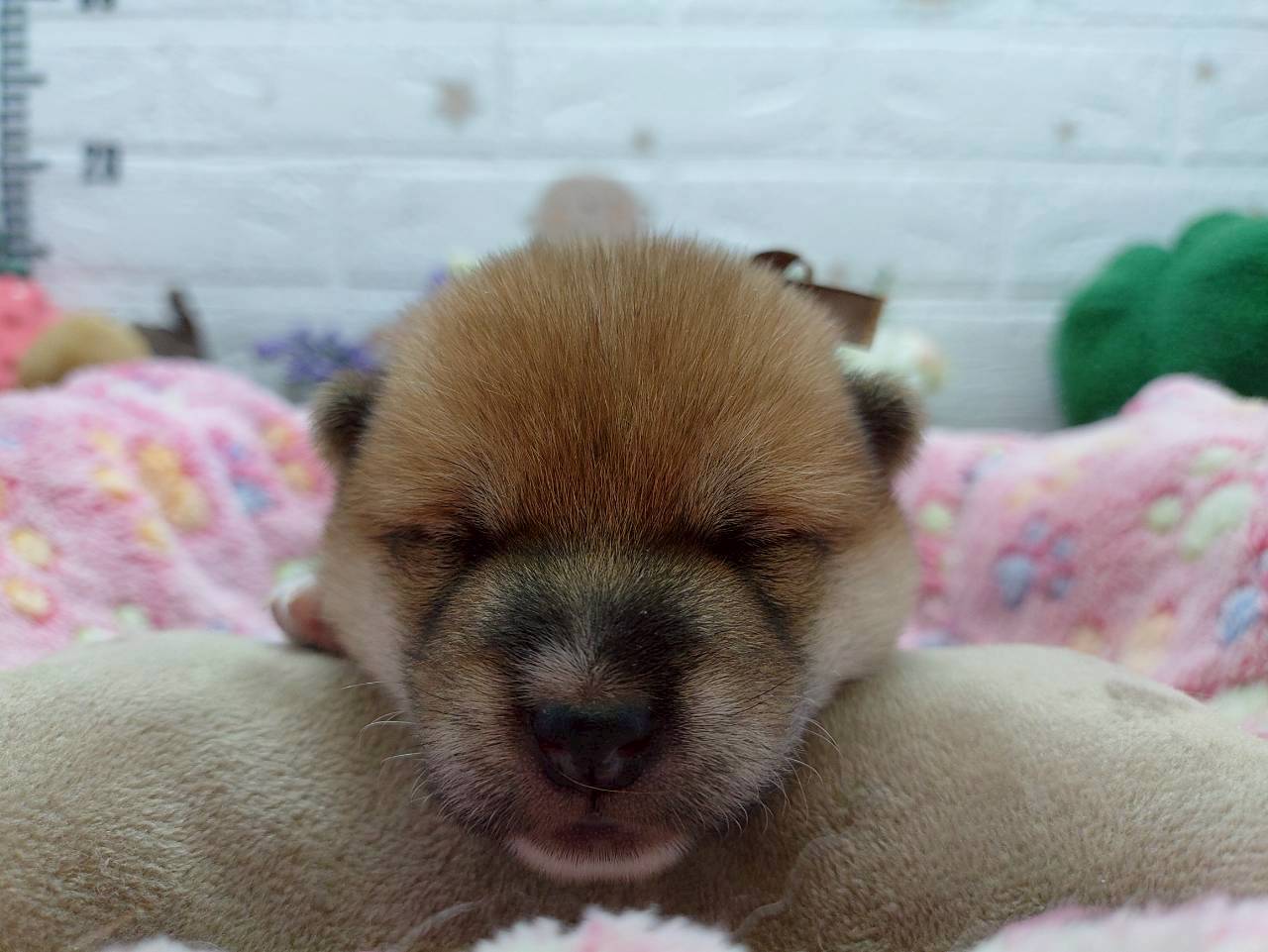 赤ちゃん写真1-1