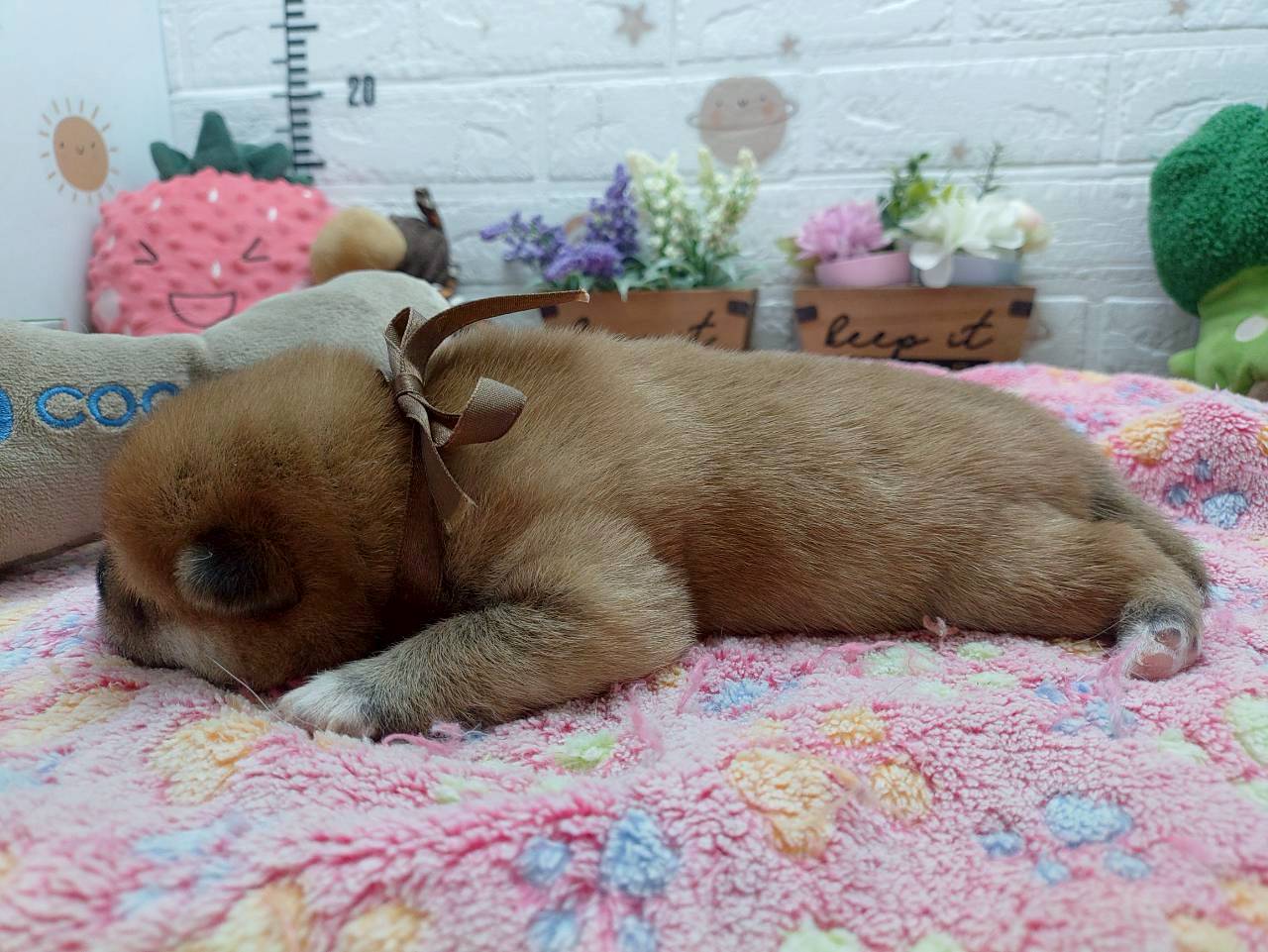 赤ちゃん写真1-2