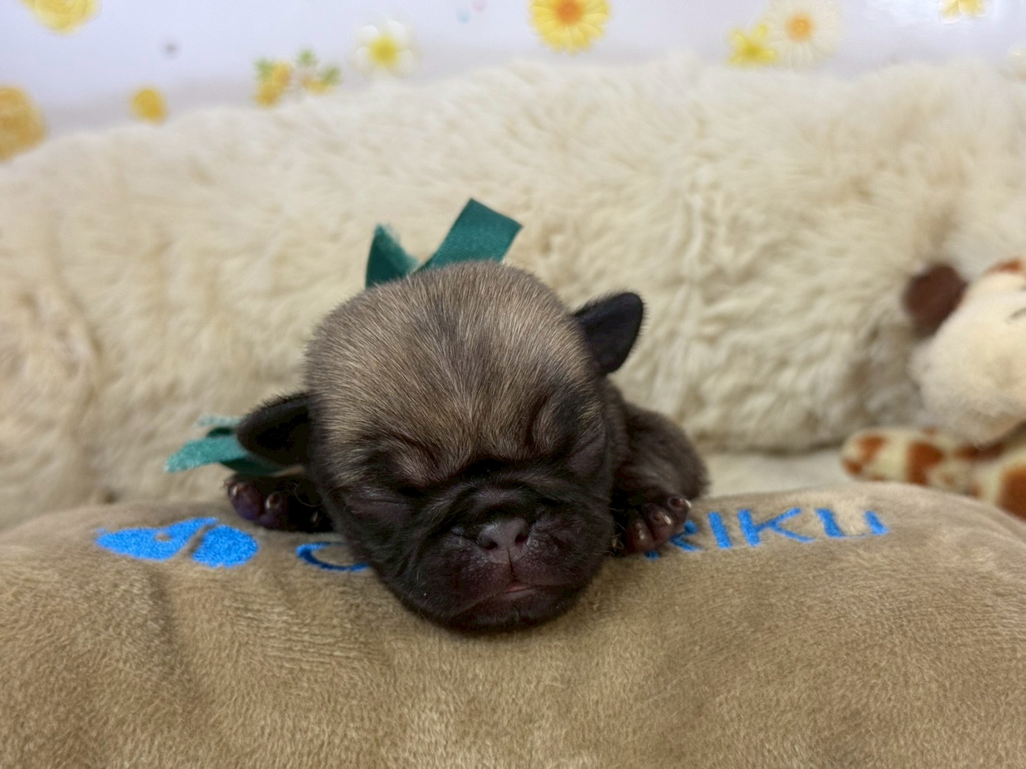 赤ちゃん写真1-1