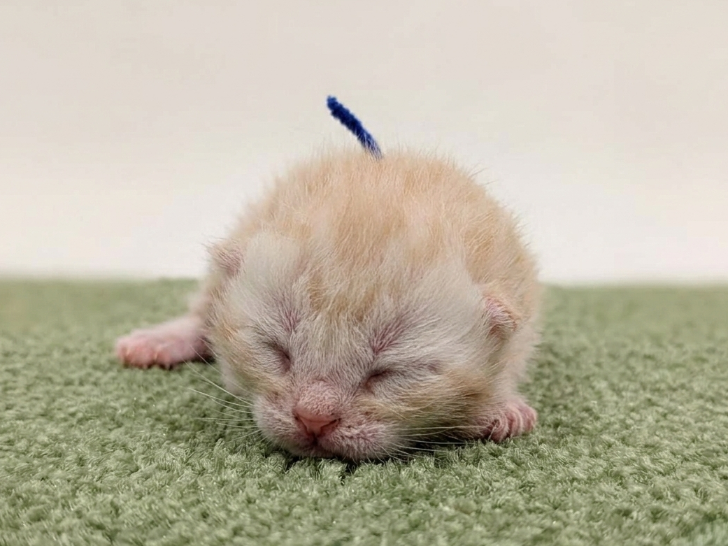 アメリカンショートヘアー