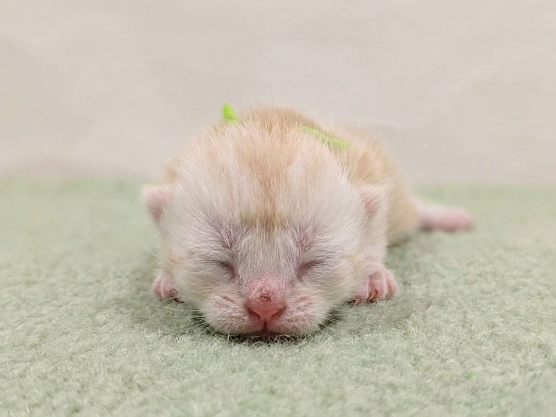 アメリカンショートヘアー