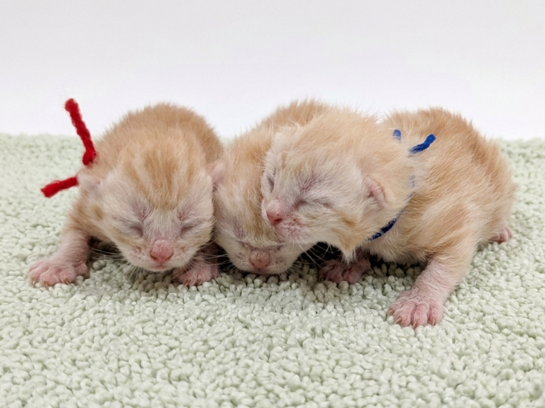 赤ちゃん写真1-3