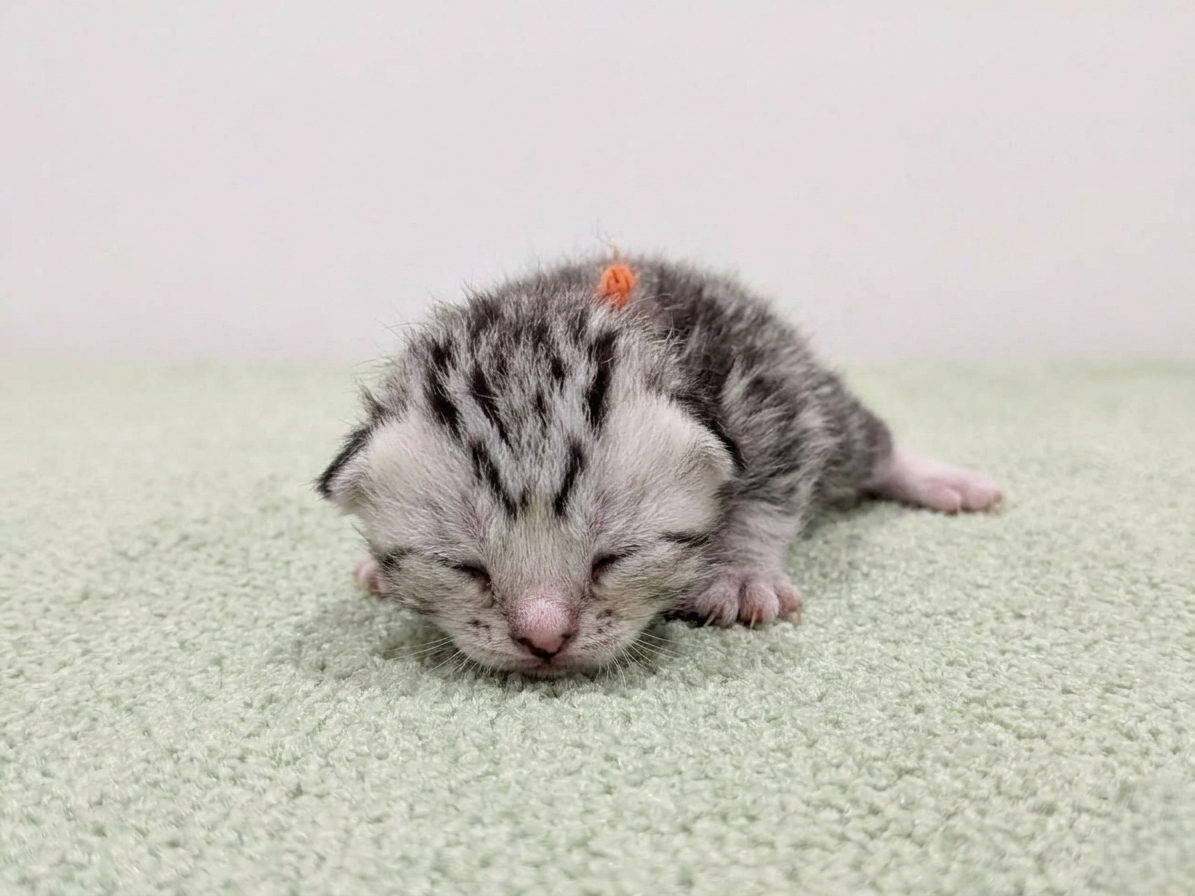 アメリカンショートヘアー