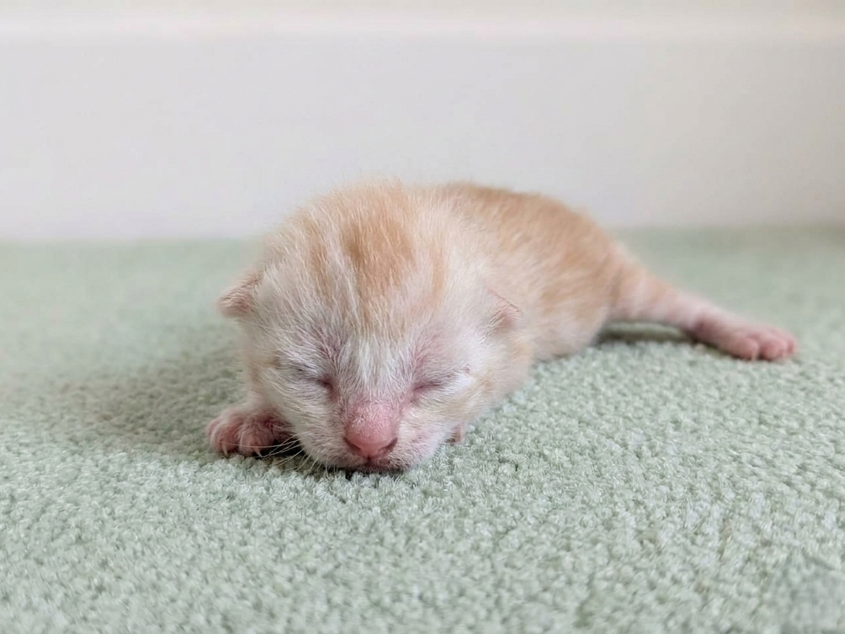 アメリカンショートヘアー