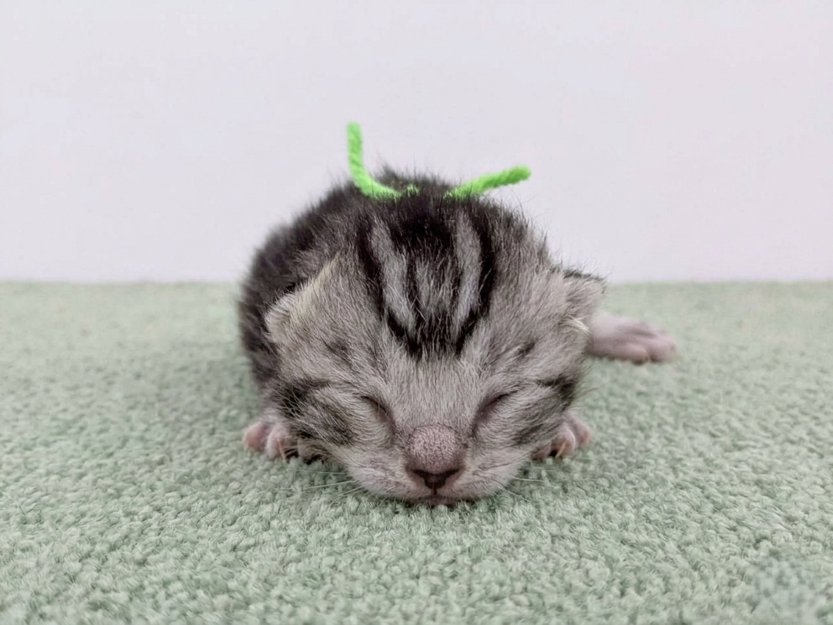 アメリカンショートヘアー