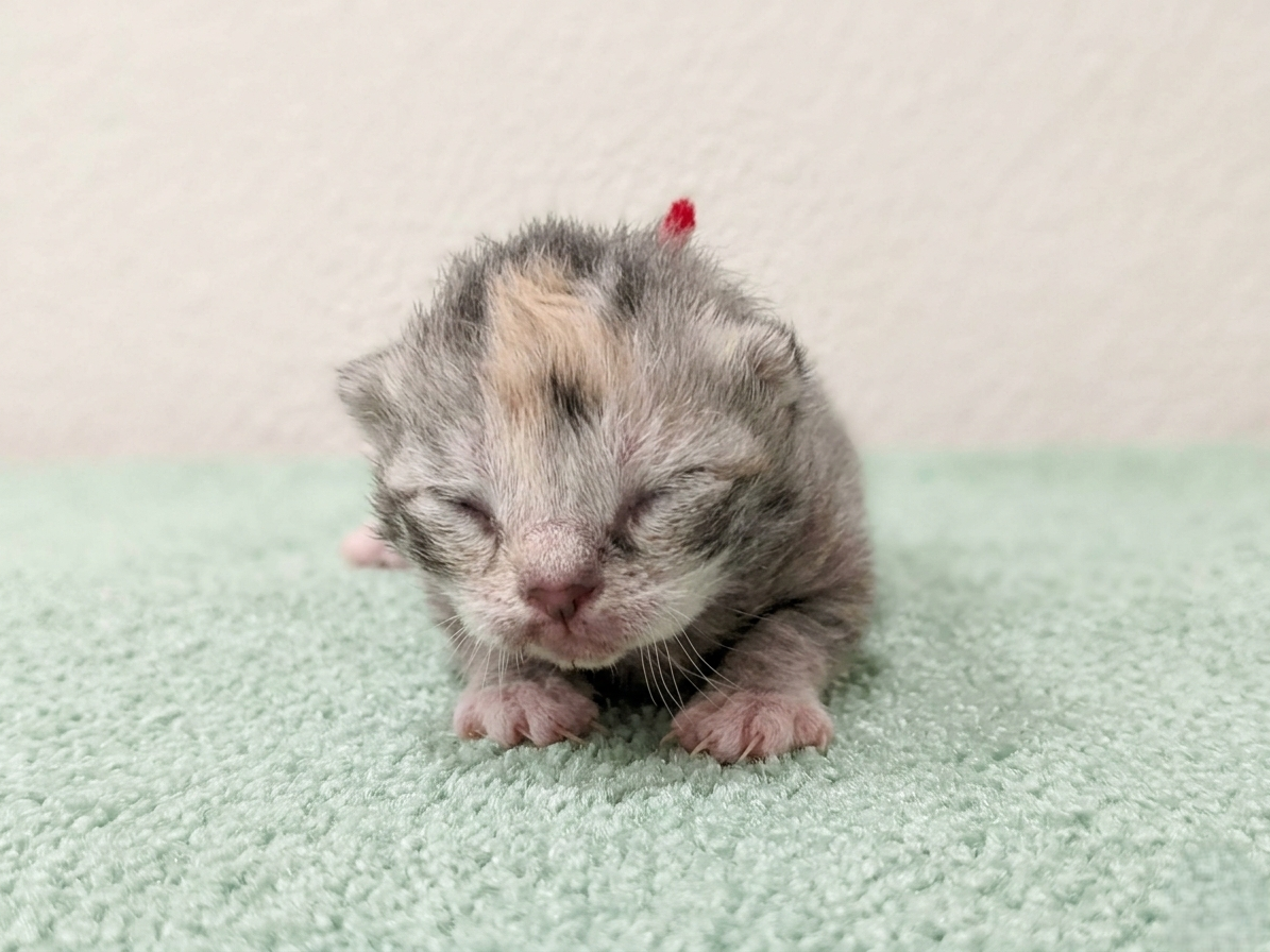 赤ちゃん写真1-1