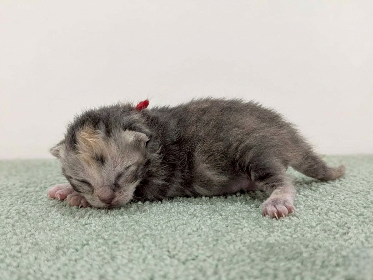 赤ちゃん写真1-2