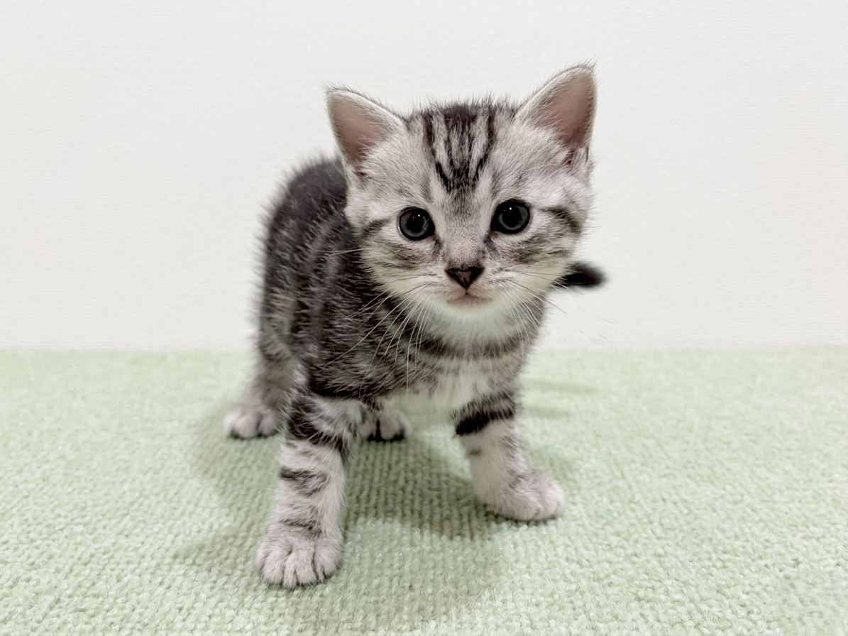 アメリカンショートヘアー