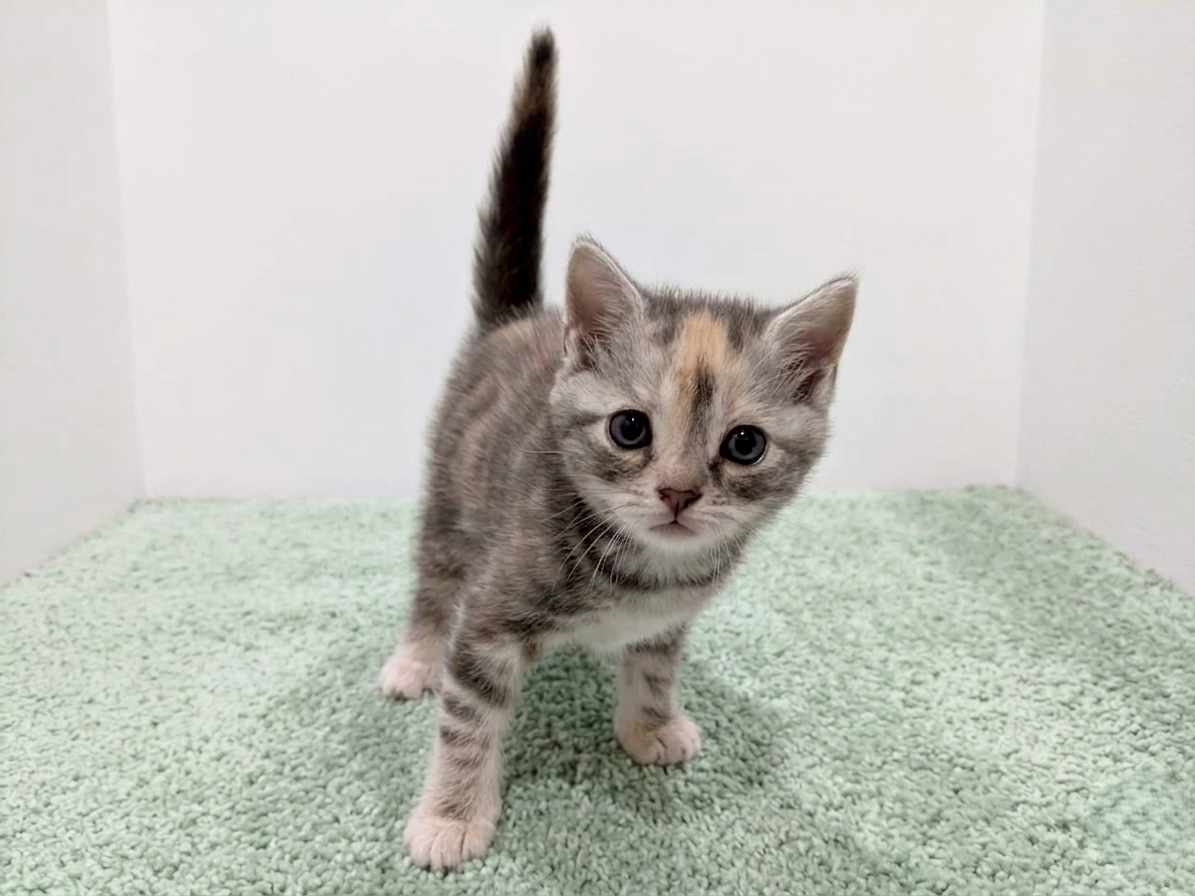 アメリカンショートヘアー