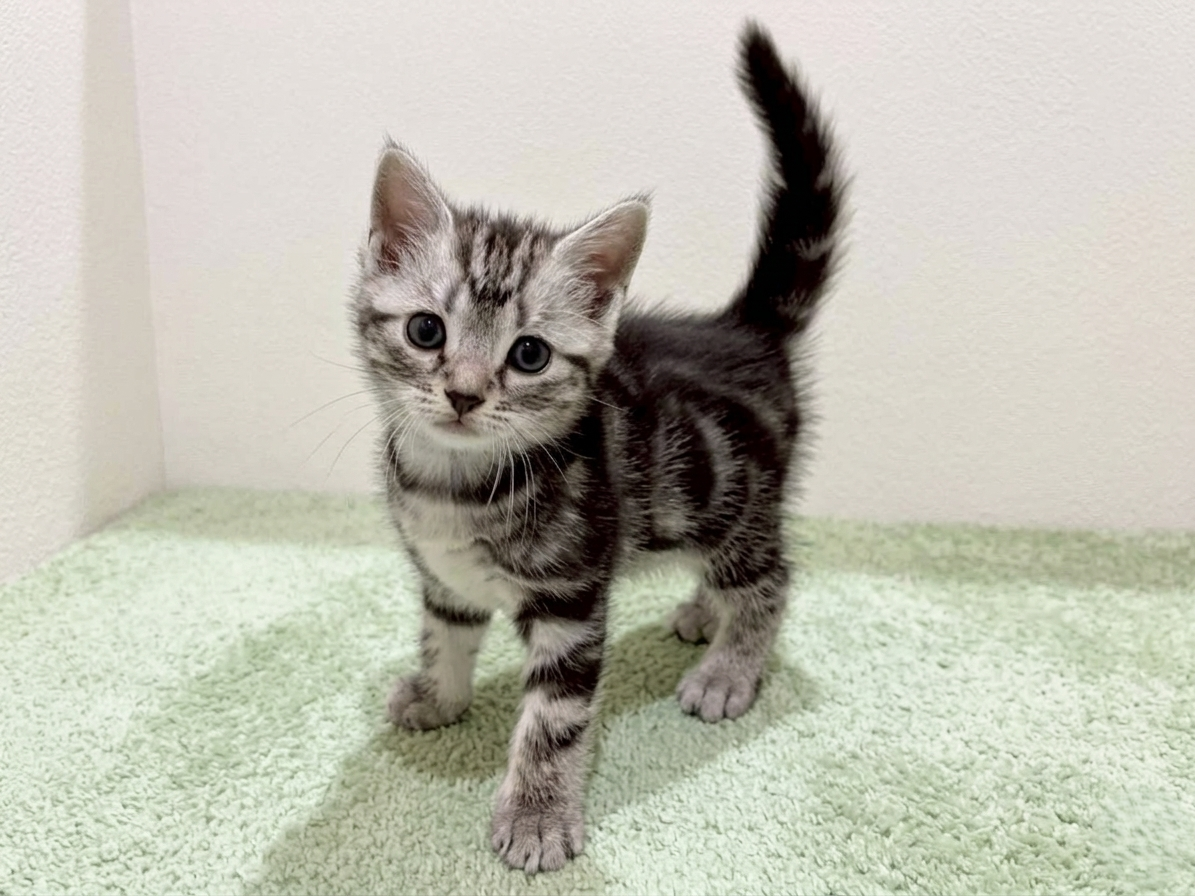 アメリカンショートヘアー