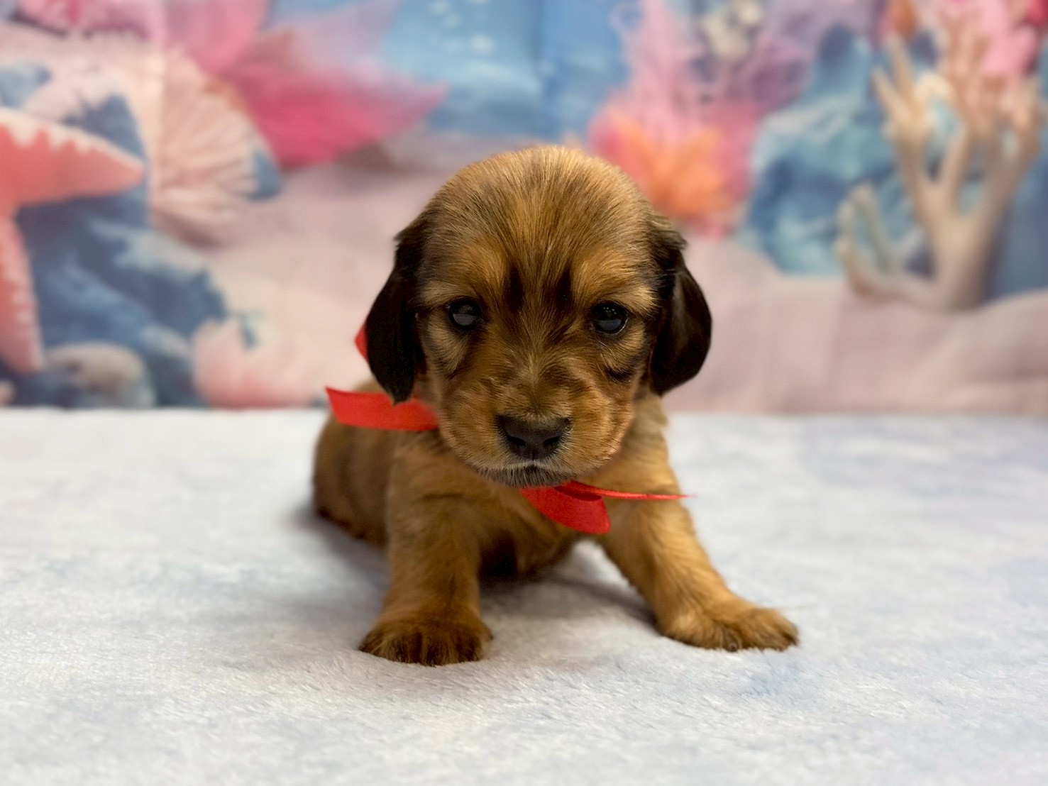 ミニチュア・ダックスフンド