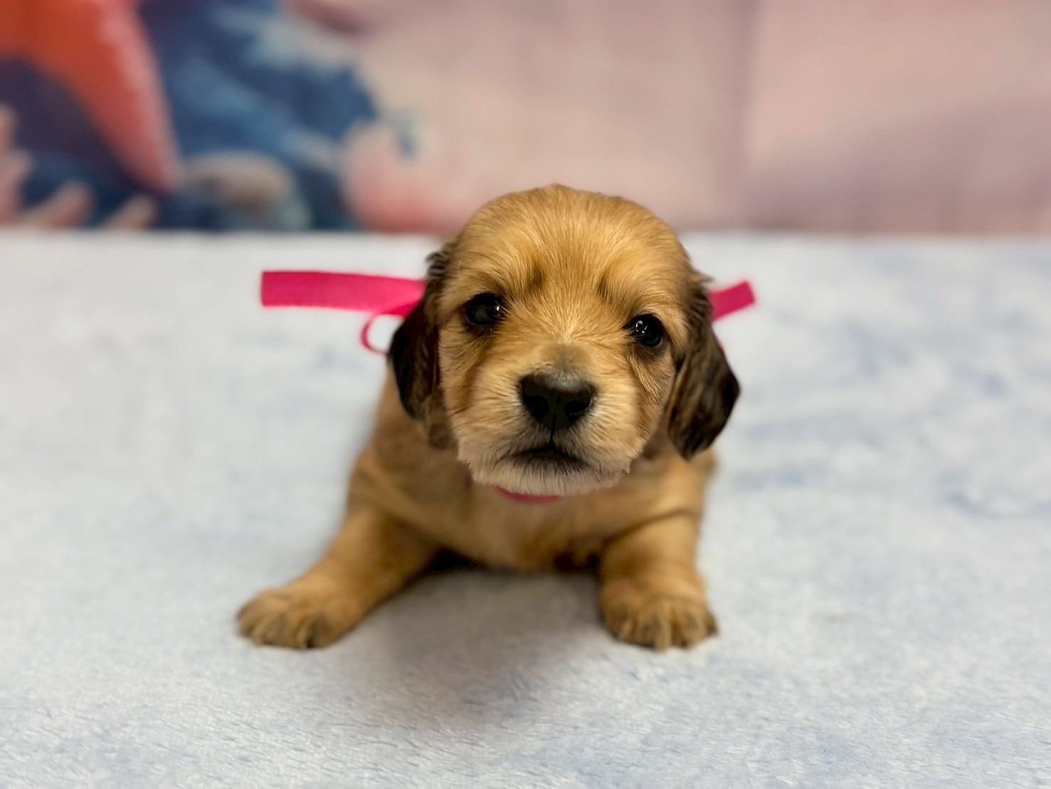 ミニチュア・ダックスフンド