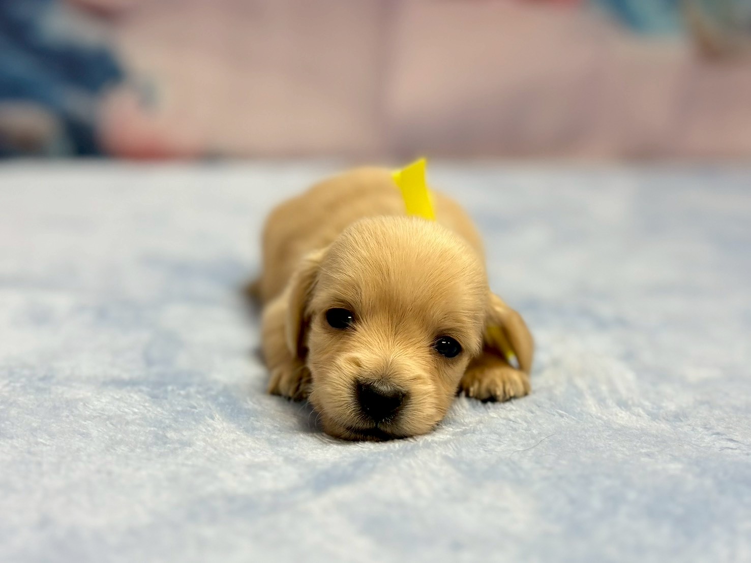 ミニチュア・ダックスフンド