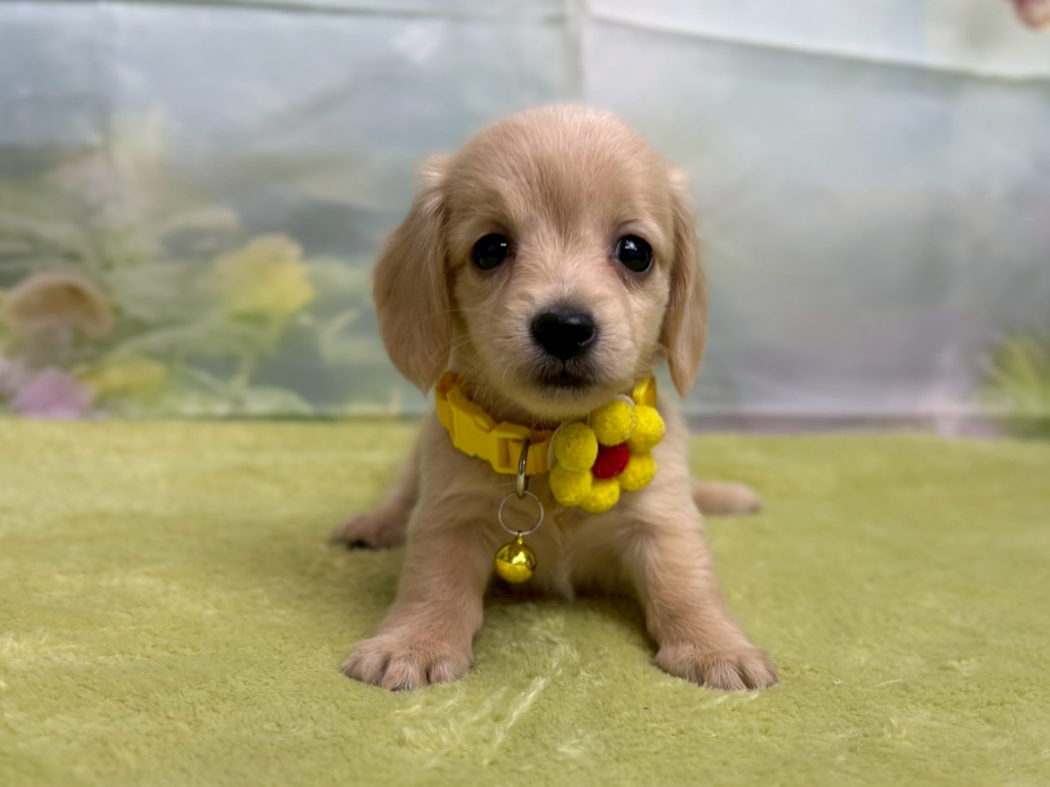 赤ちゃん写真3-1