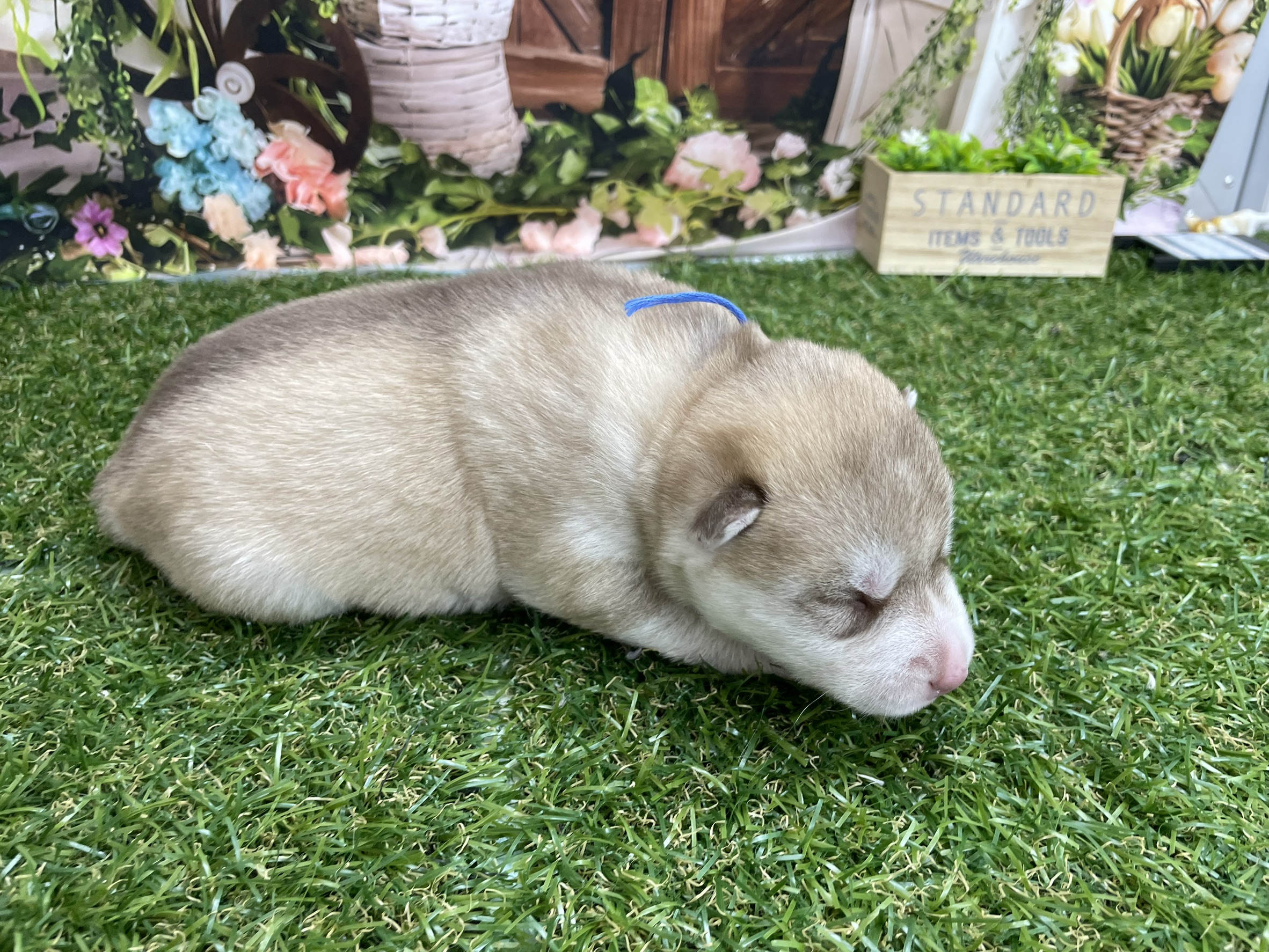赤ちゃん写真1-2