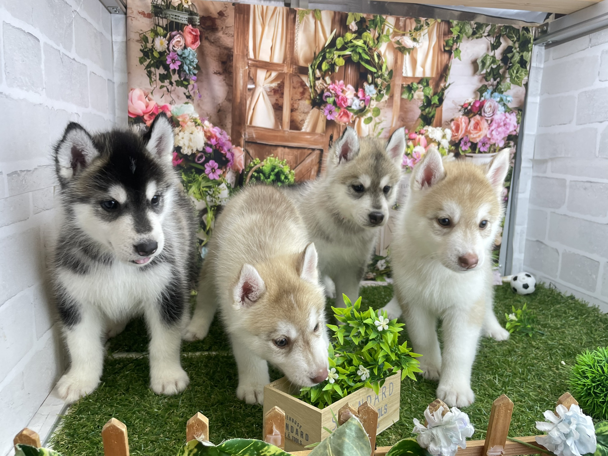 赤ちゃん写真2-3