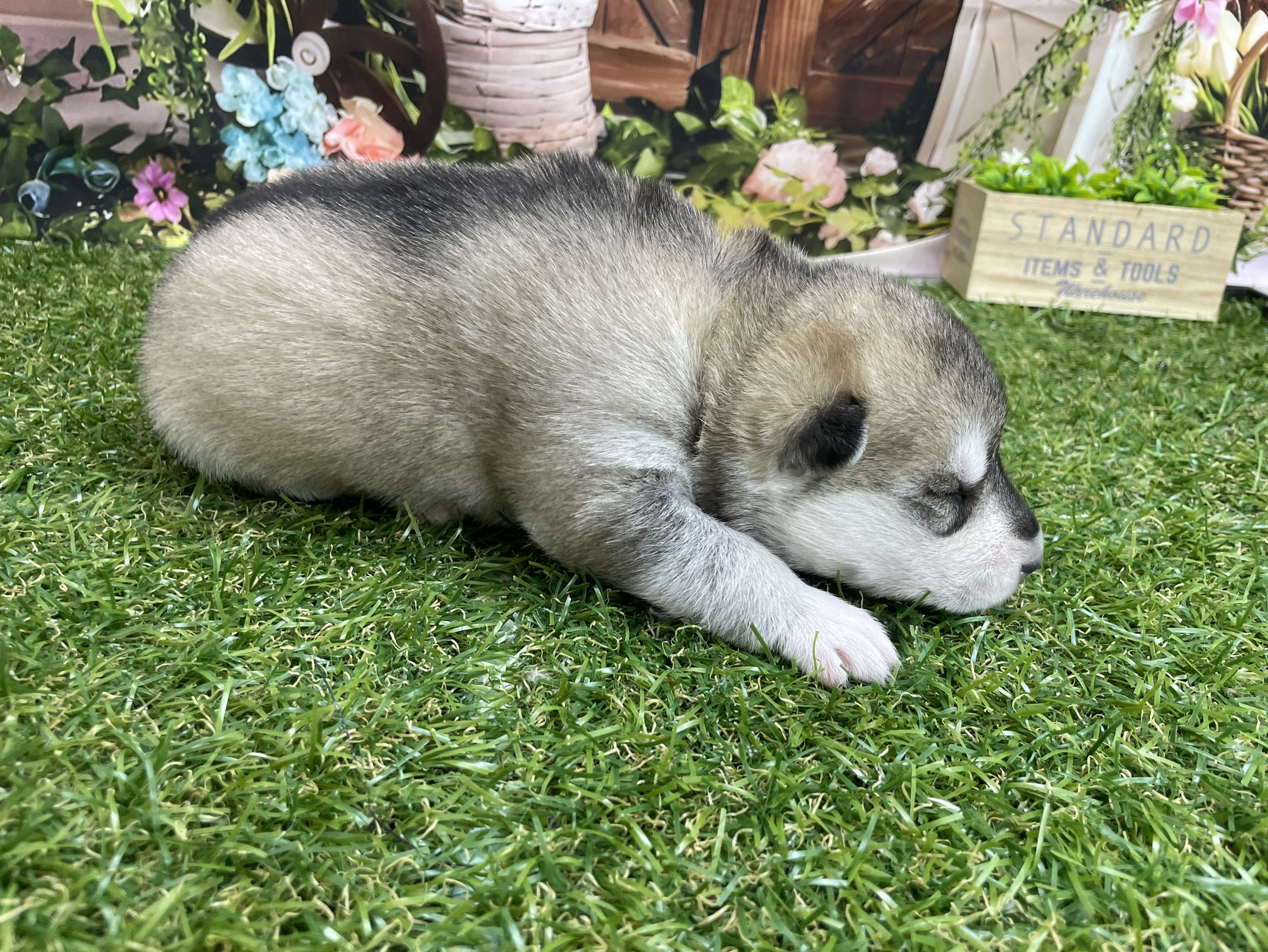 赤ちゃん写真1-2