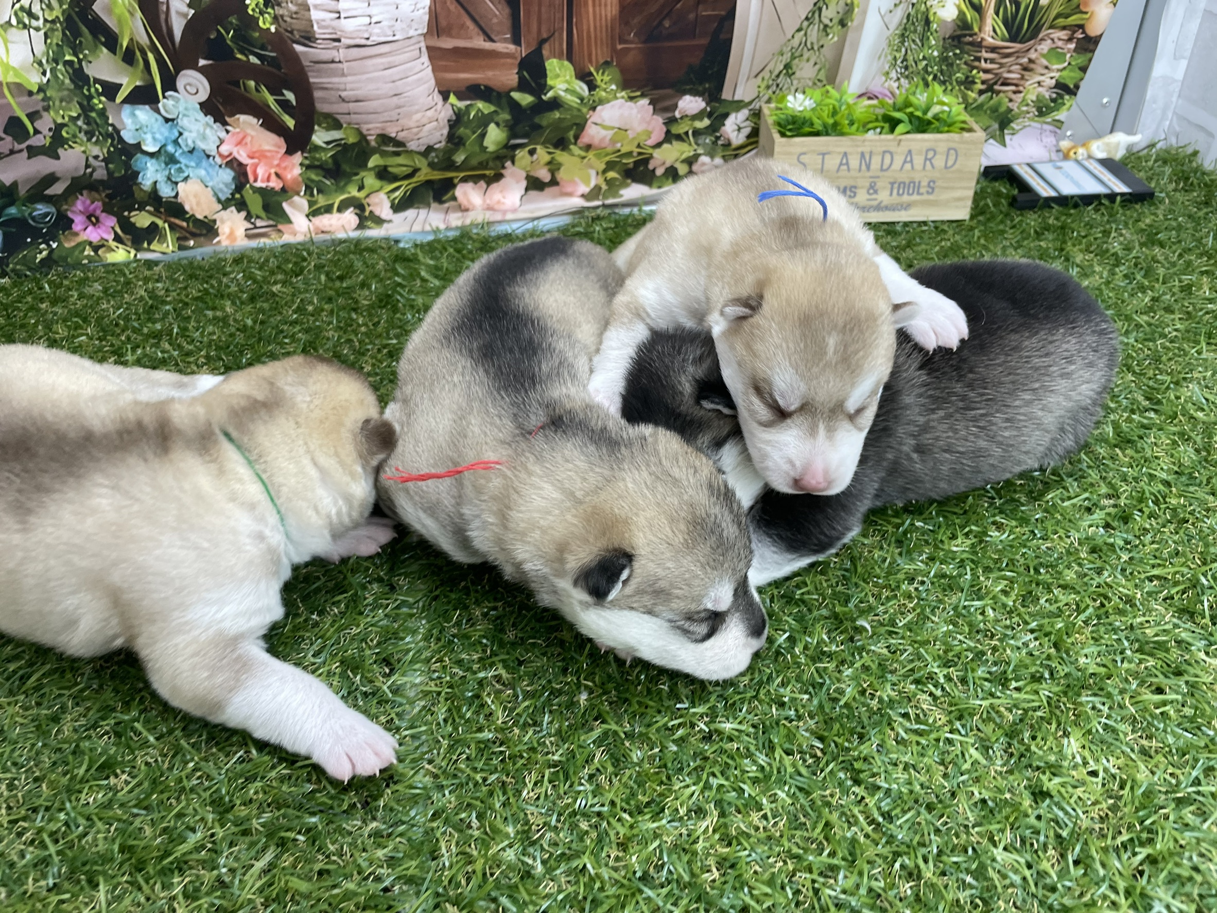 赤ちゃん写真1-3