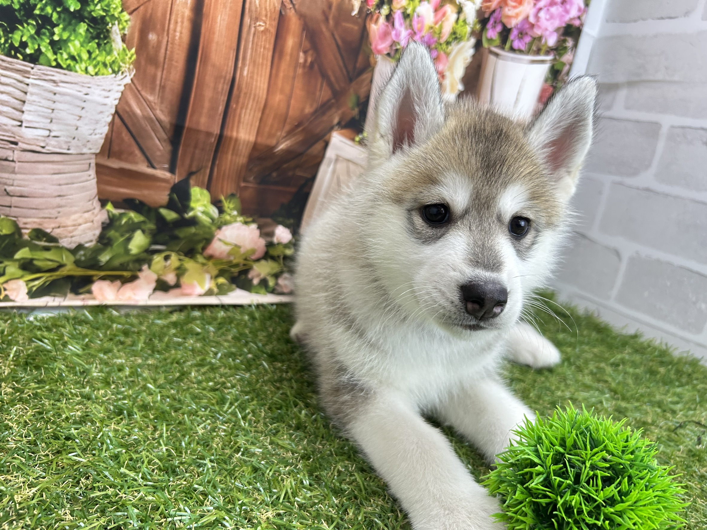 シベリアンハスキー