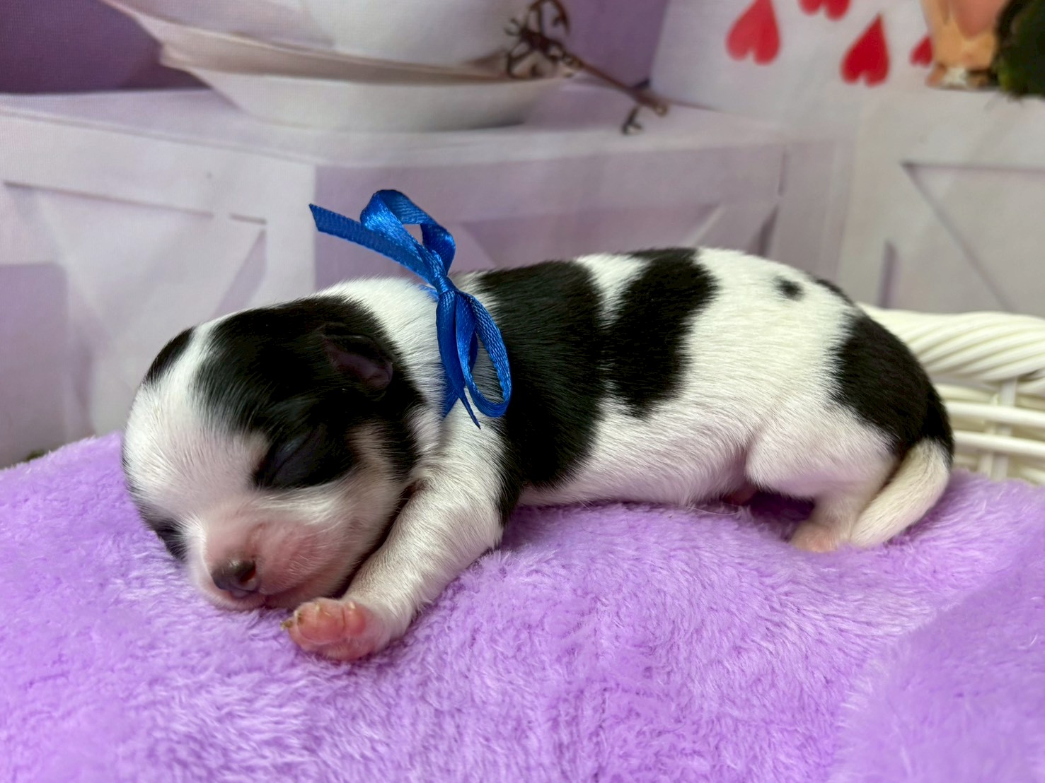 赤ちゃん写真1-2