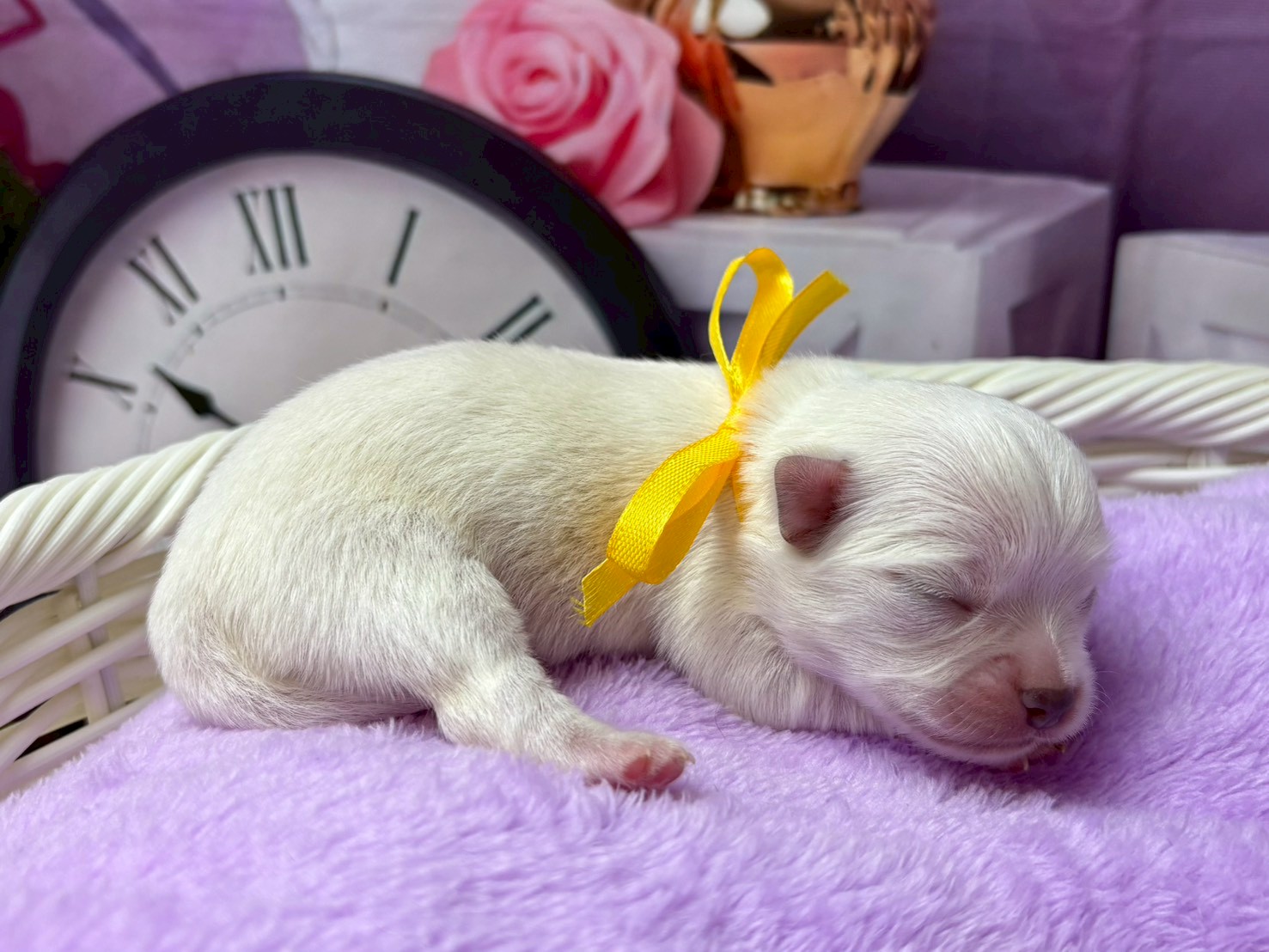 赤ちゃん写真1-2