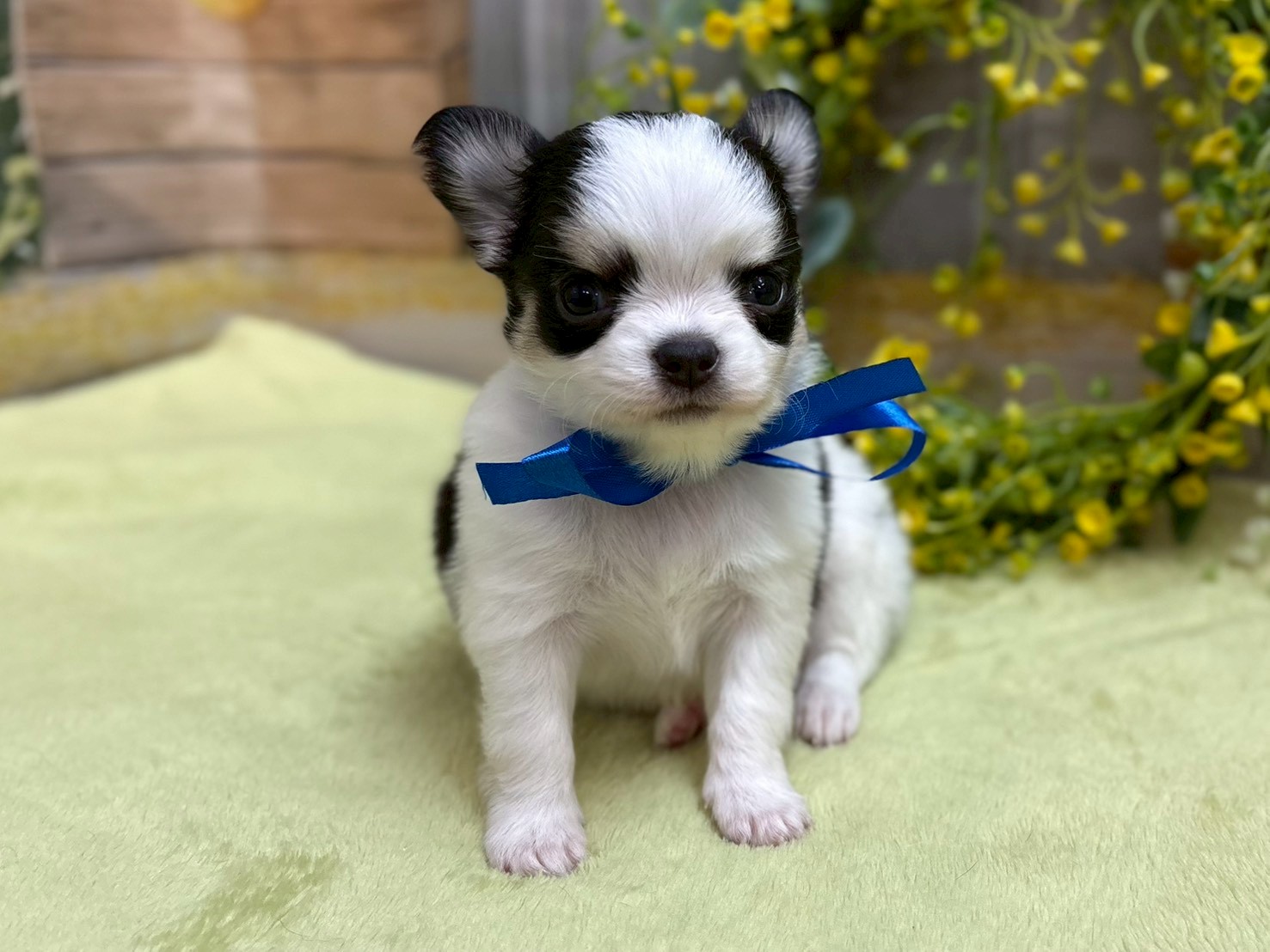 チワワ（ロングコート）