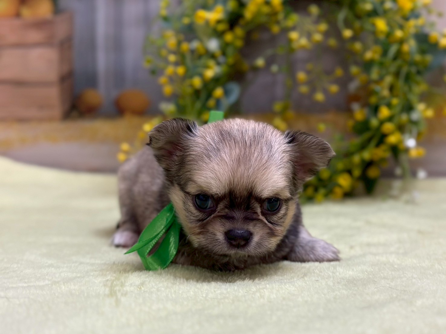 チワワ（ロングコート）