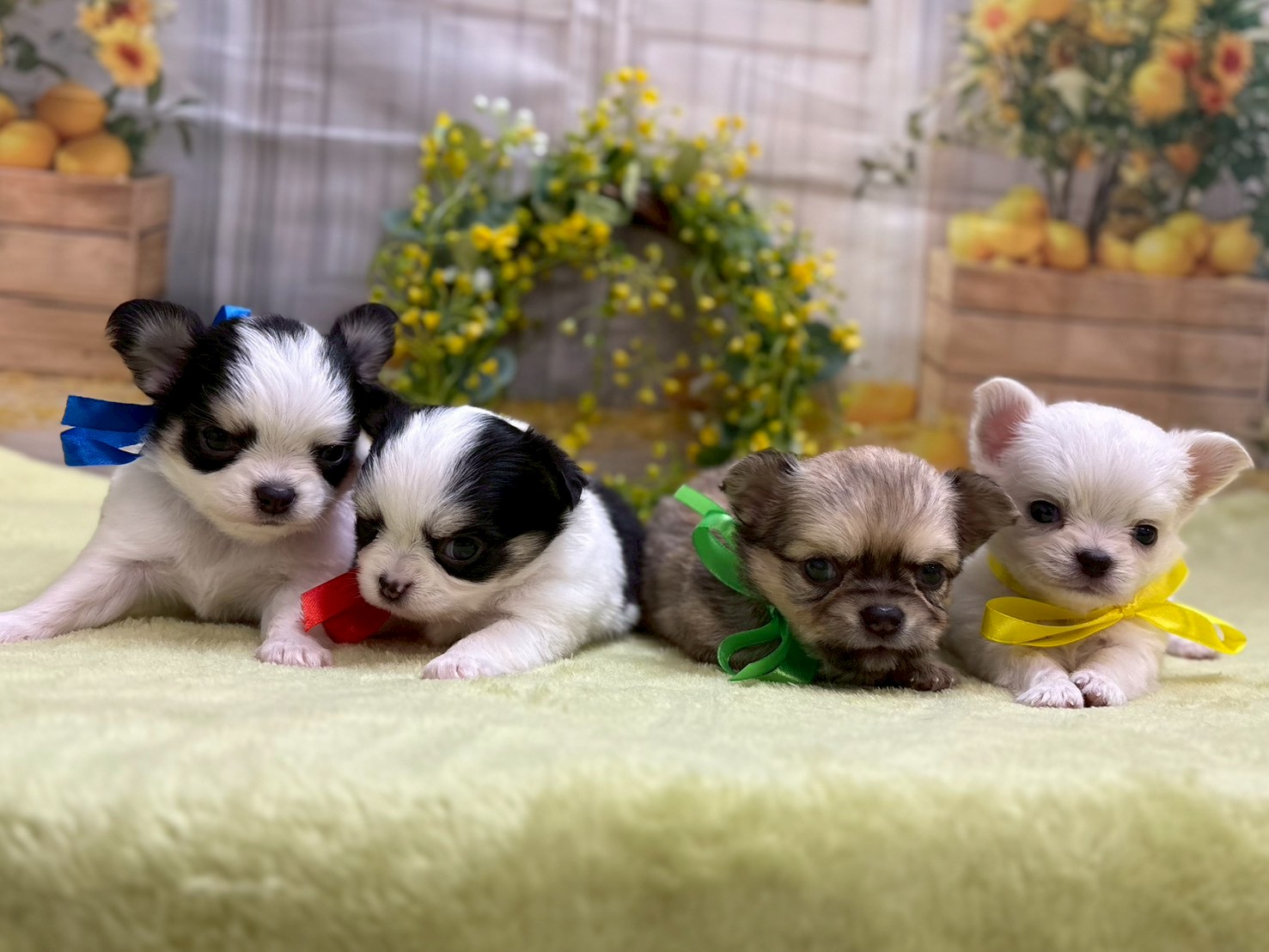 赤ちゃん写真2-3