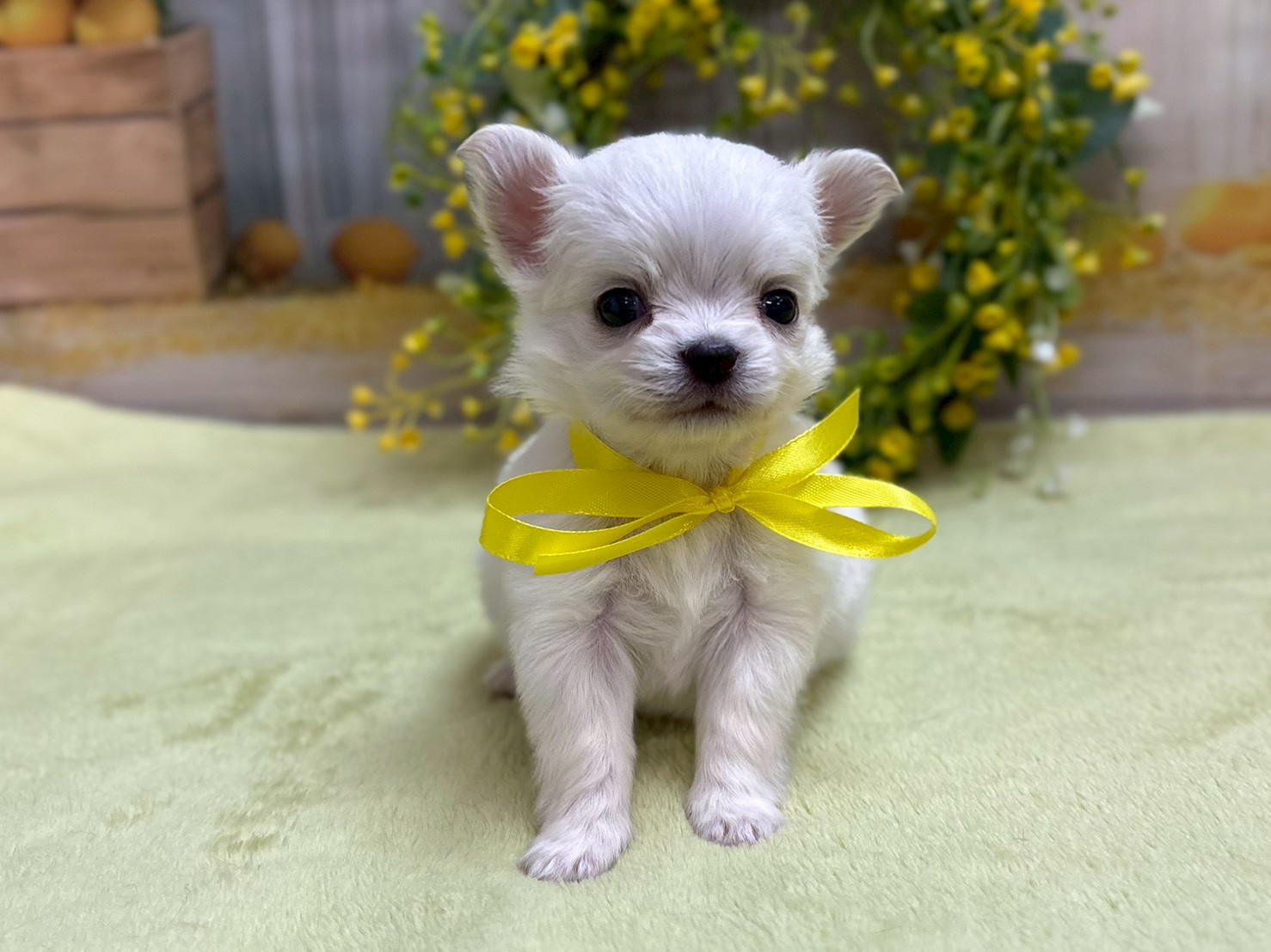 赤ちゃん写真2-1