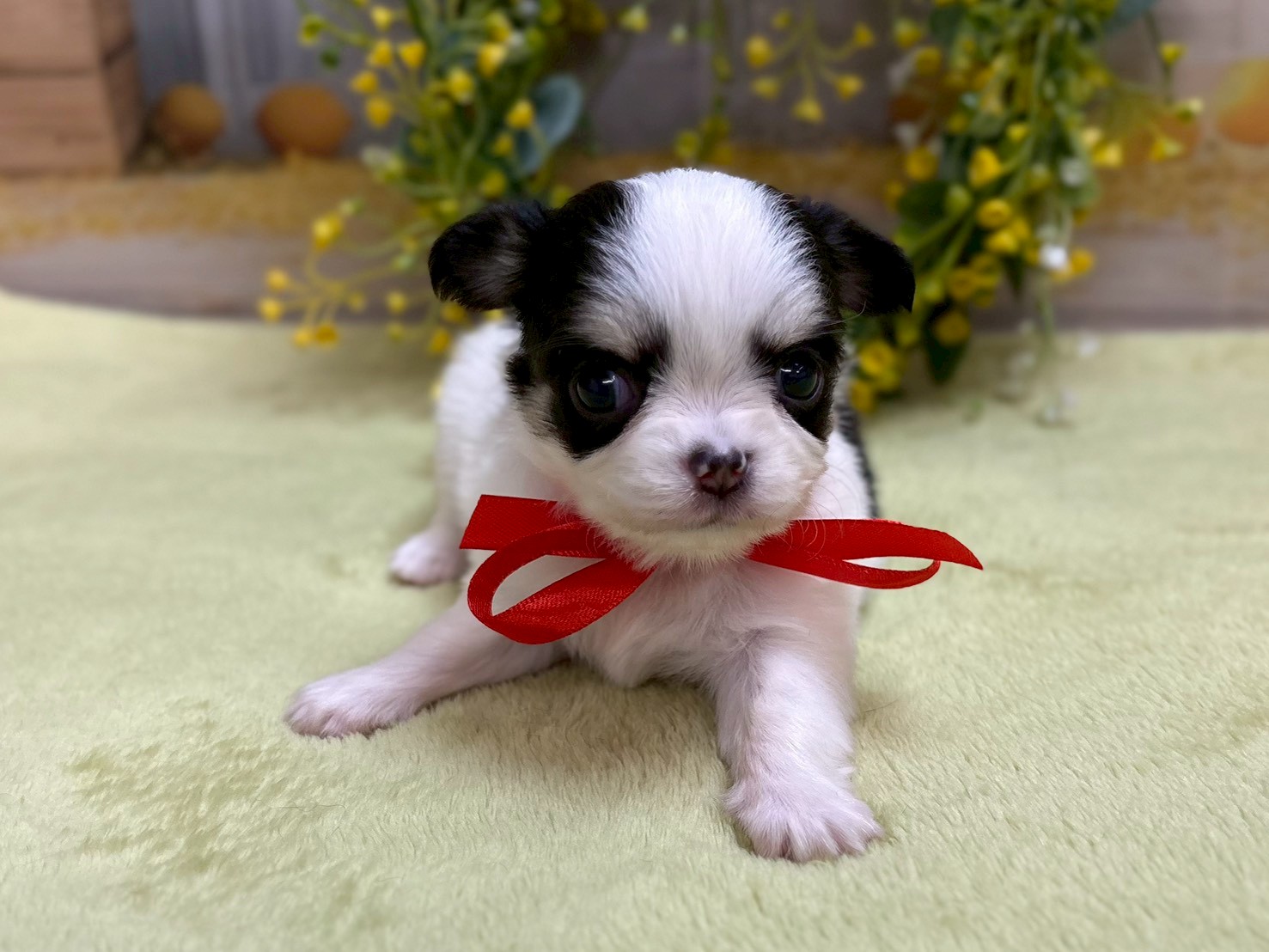 チワワ（ロングコート）