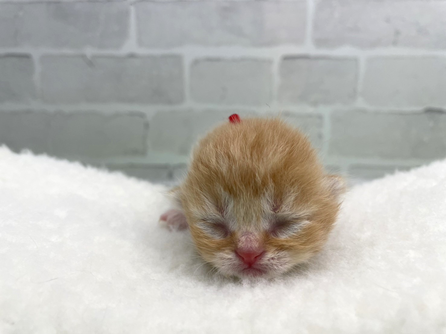 赤ちゃん写真1-1